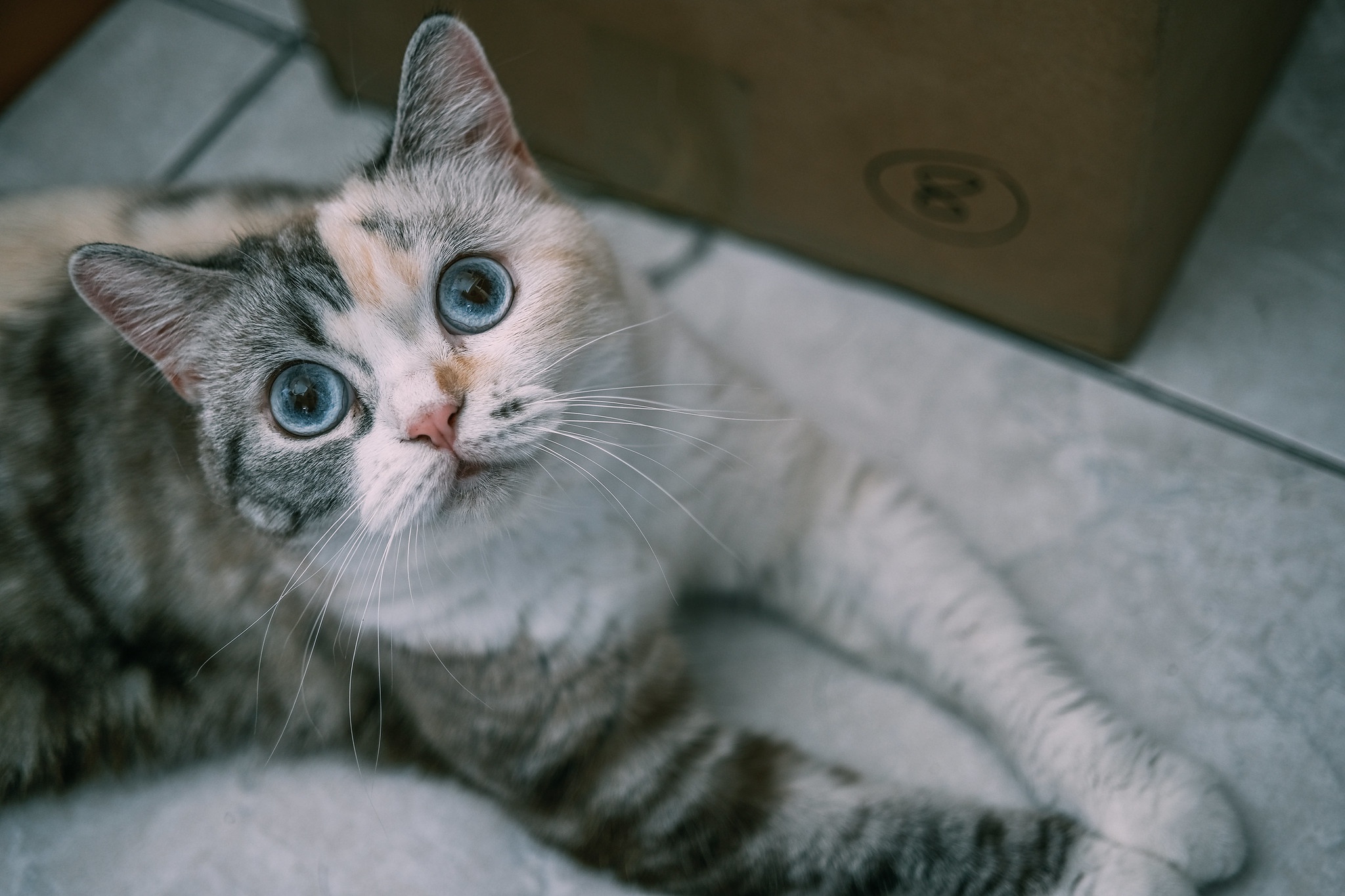 Baixe gratuitamente a imagem Animais, Gatos, Gato na área de trabalho do seu PC