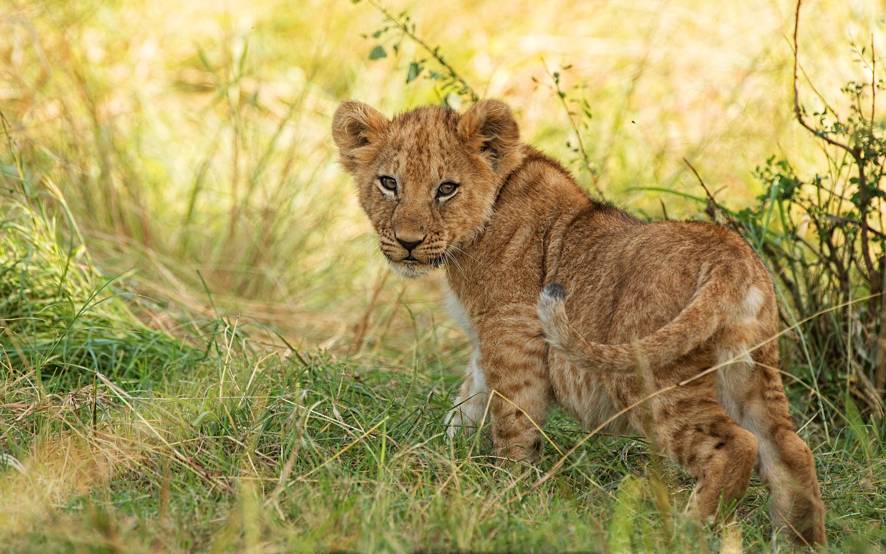 Téléchargez des papiers peints mobile Animaux, Chats, Lion, Lionceau, Bébé Animal gratuitement.