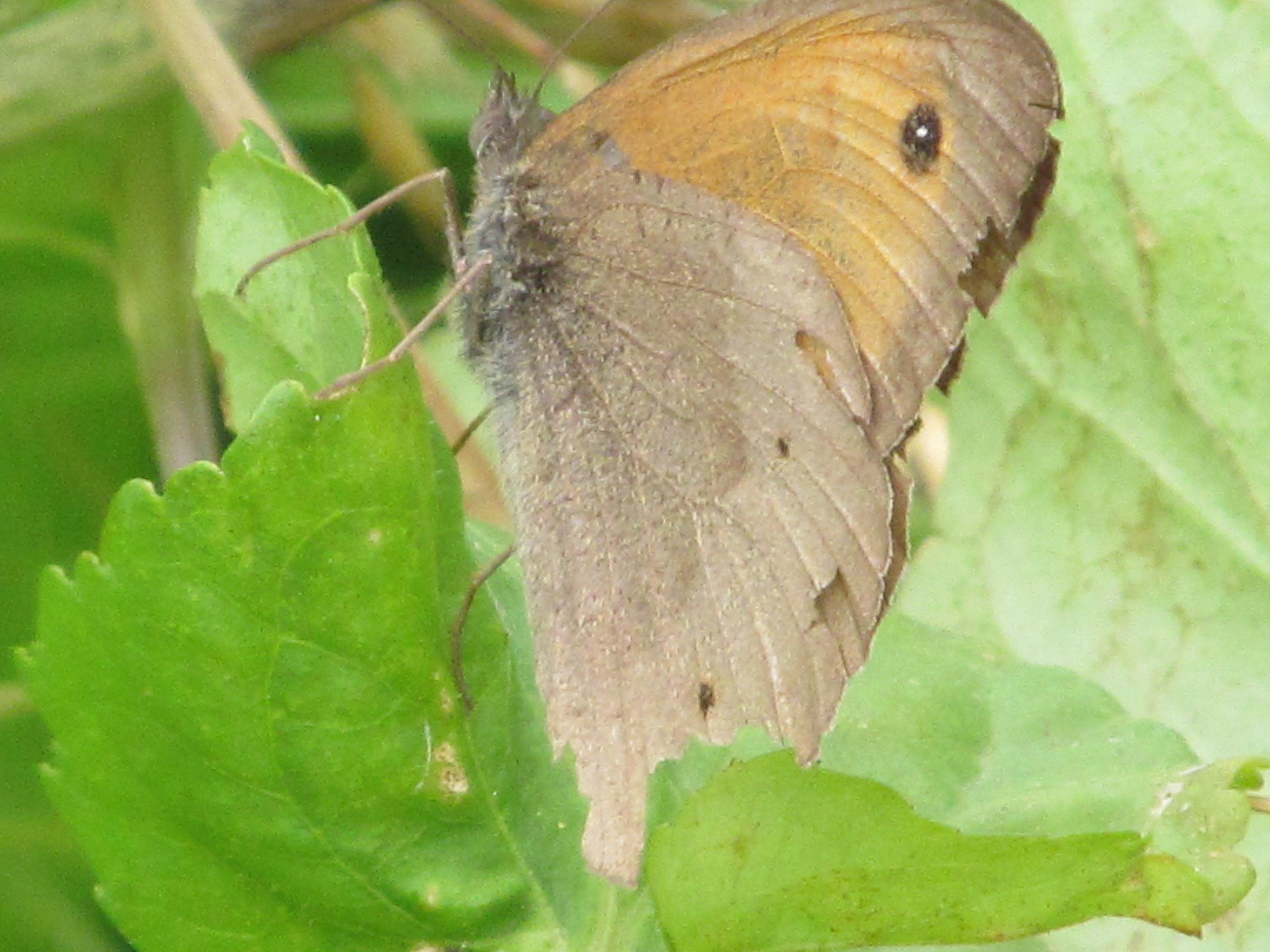 Free download wallpaper Butterfly, Animal on your PC desktop