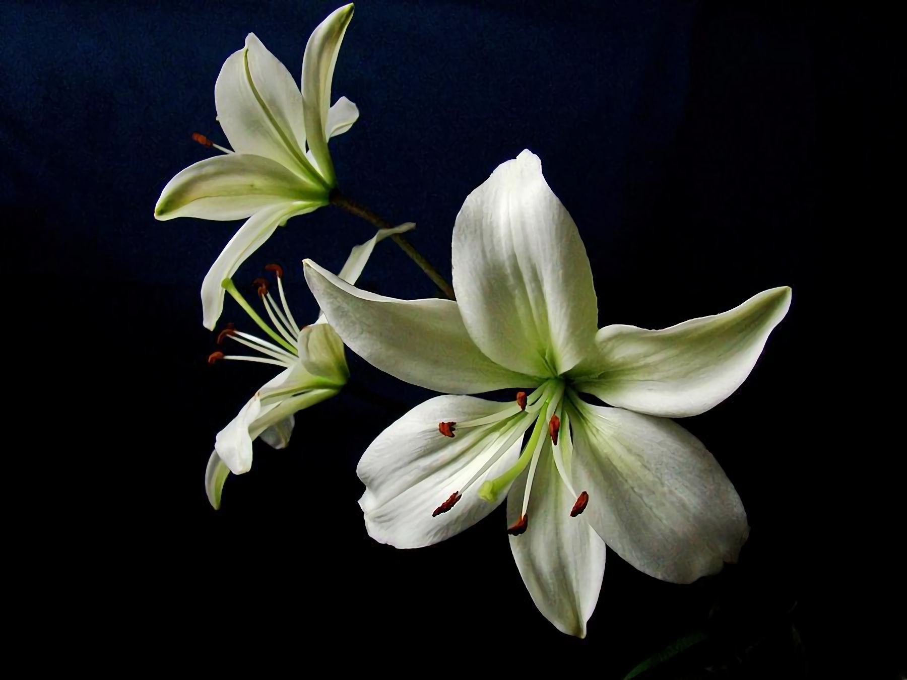 Скачать обои бесплатно Цветок, Белый Цветок, Земля/природа, Лили, Флауэрсы картинка на рабочий стол ПК