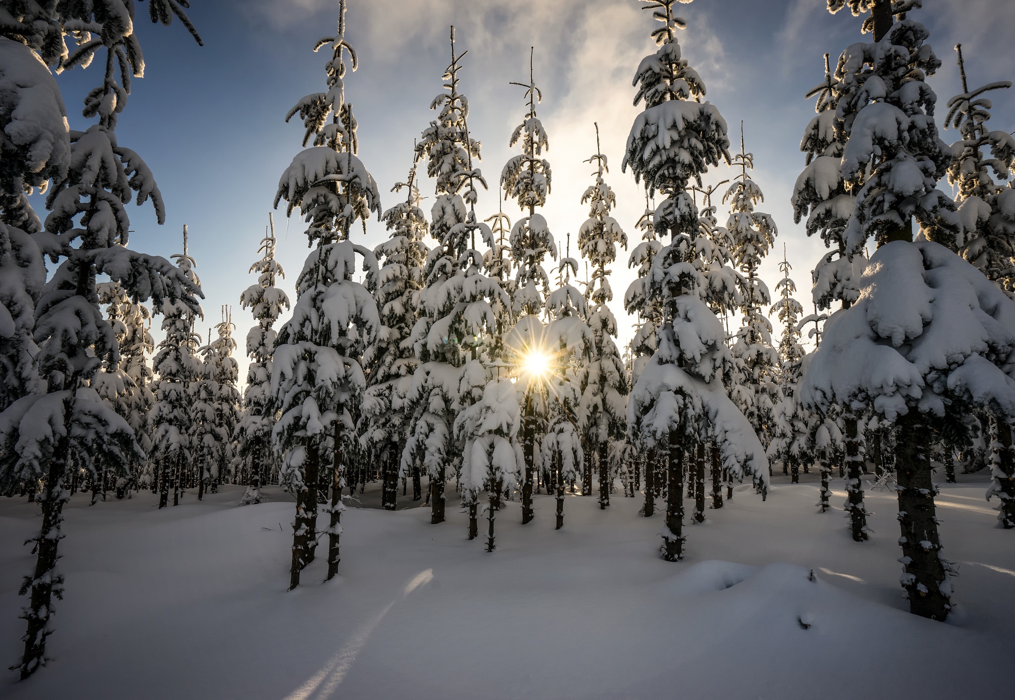 Laden Sie das Winter, Natur, Schnee, Wald, Baum, Erde/natur-Bild kostenlos auf Ihren PC-Desktop herunter