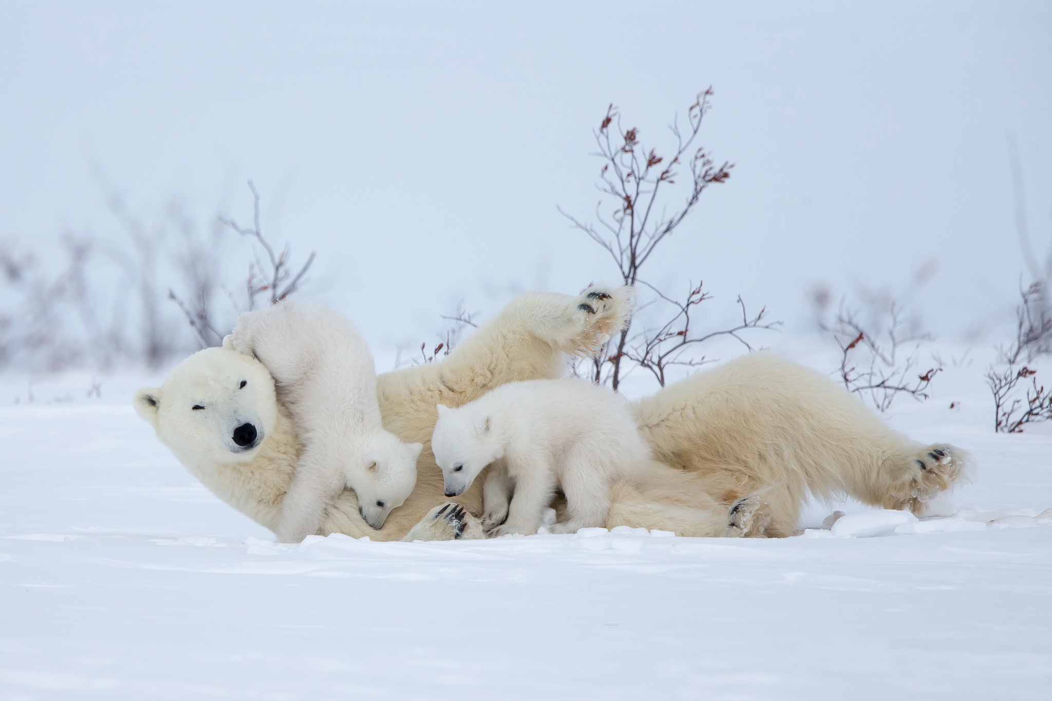 Free download wallpaper Winter, Snow, Bears, Animal, Polar Bear, Baby Animal, Cub on your PC desktop