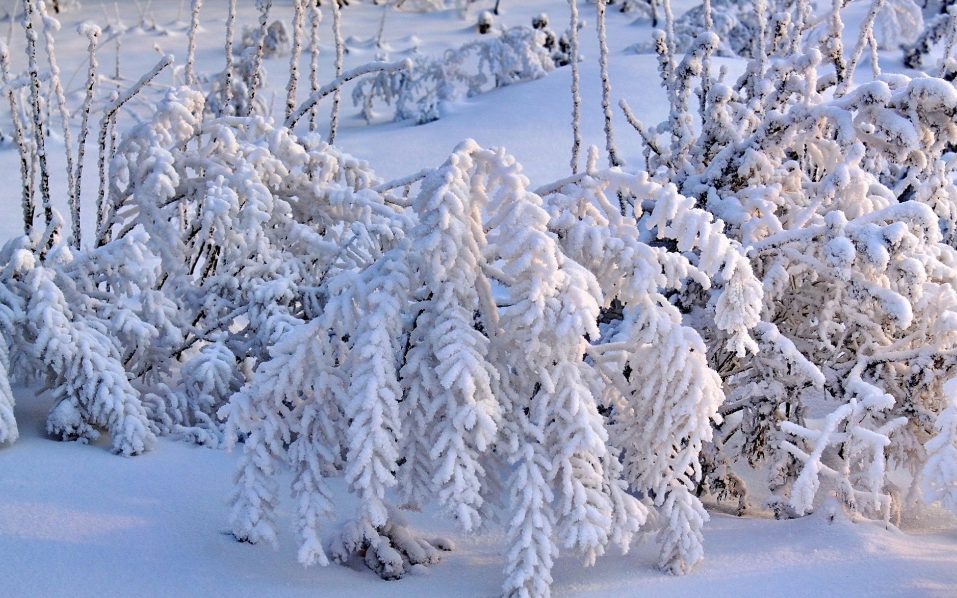 Descarga gratuita de fondo de pantalla para móvil de Invierno, Tierra/naturaleza.