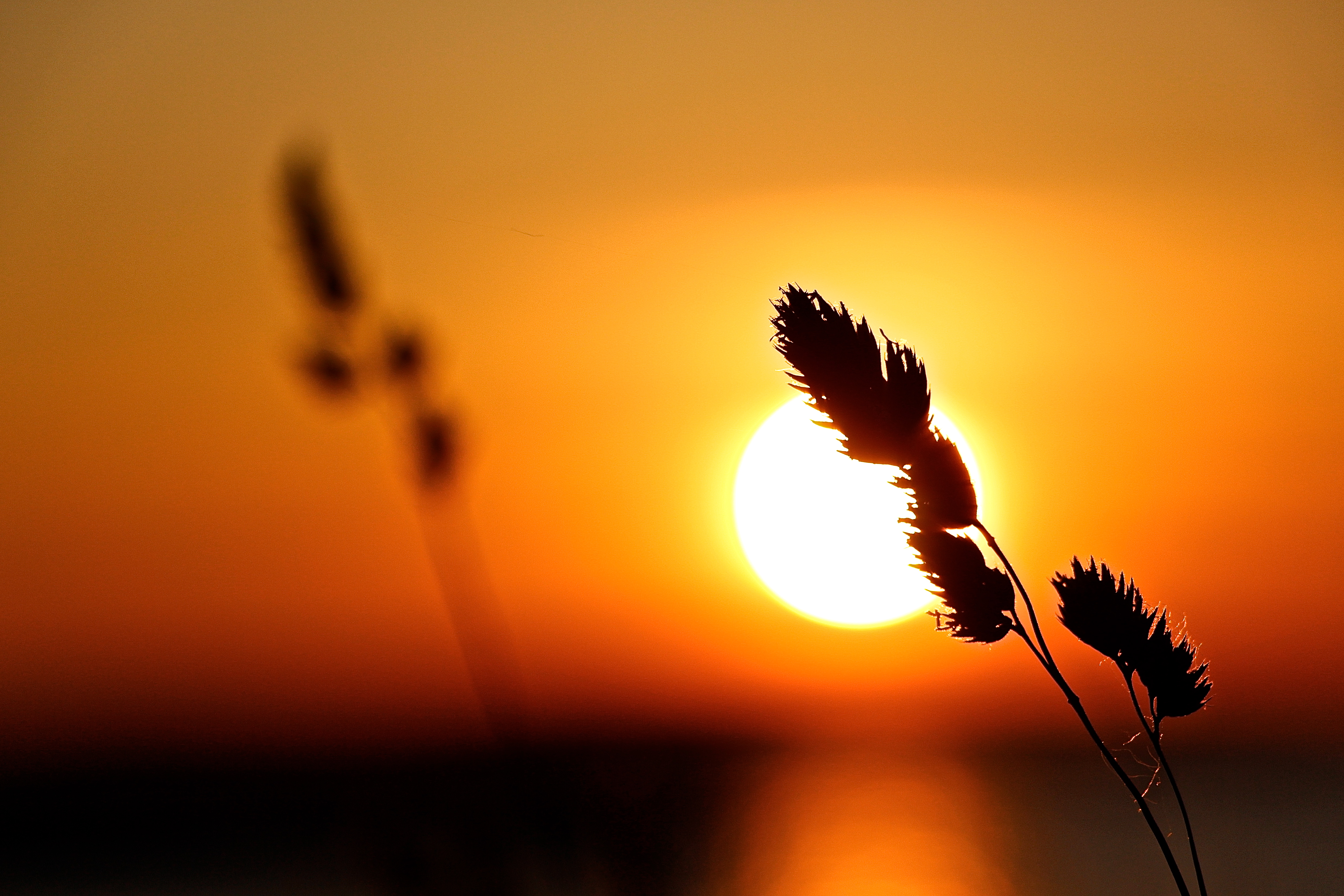 Download mobile wallpaper Macro, Sunset, Plant, Sun for free.