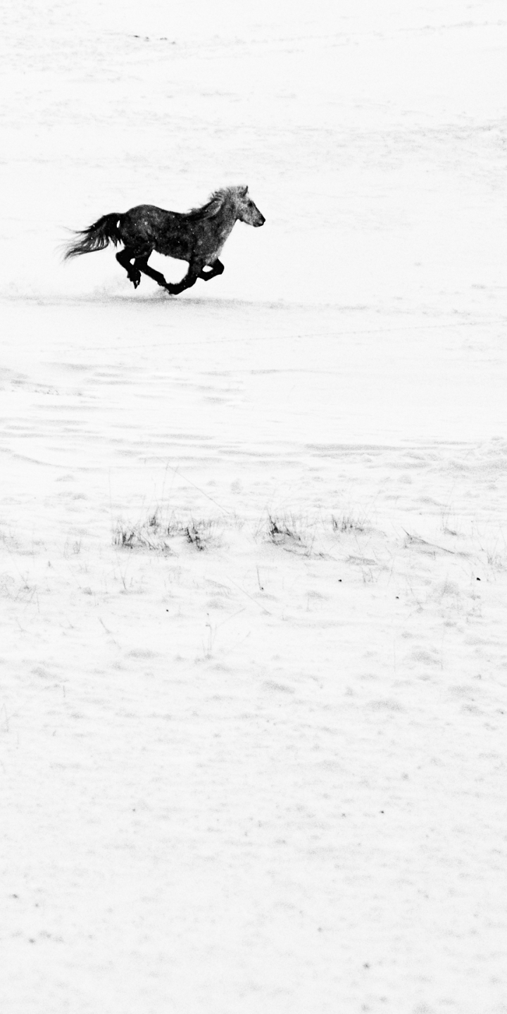 Download mobile wallpaper Snow, Animal, Horse, Minimalist for free.