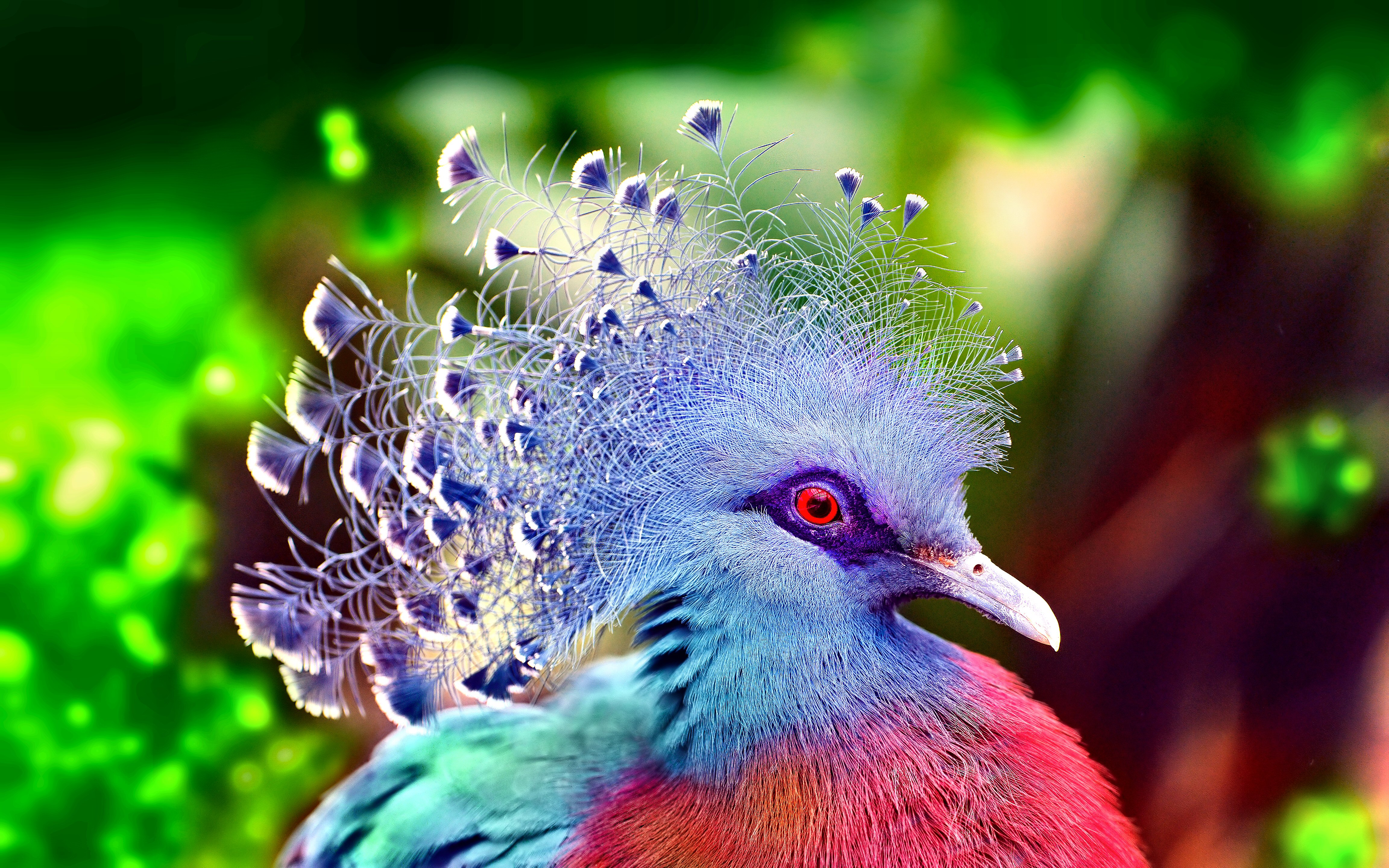 282892 скачать картинку животные, красочный, венценосный голубь виктории, птицы, голубь - обои и заставки бесплатно