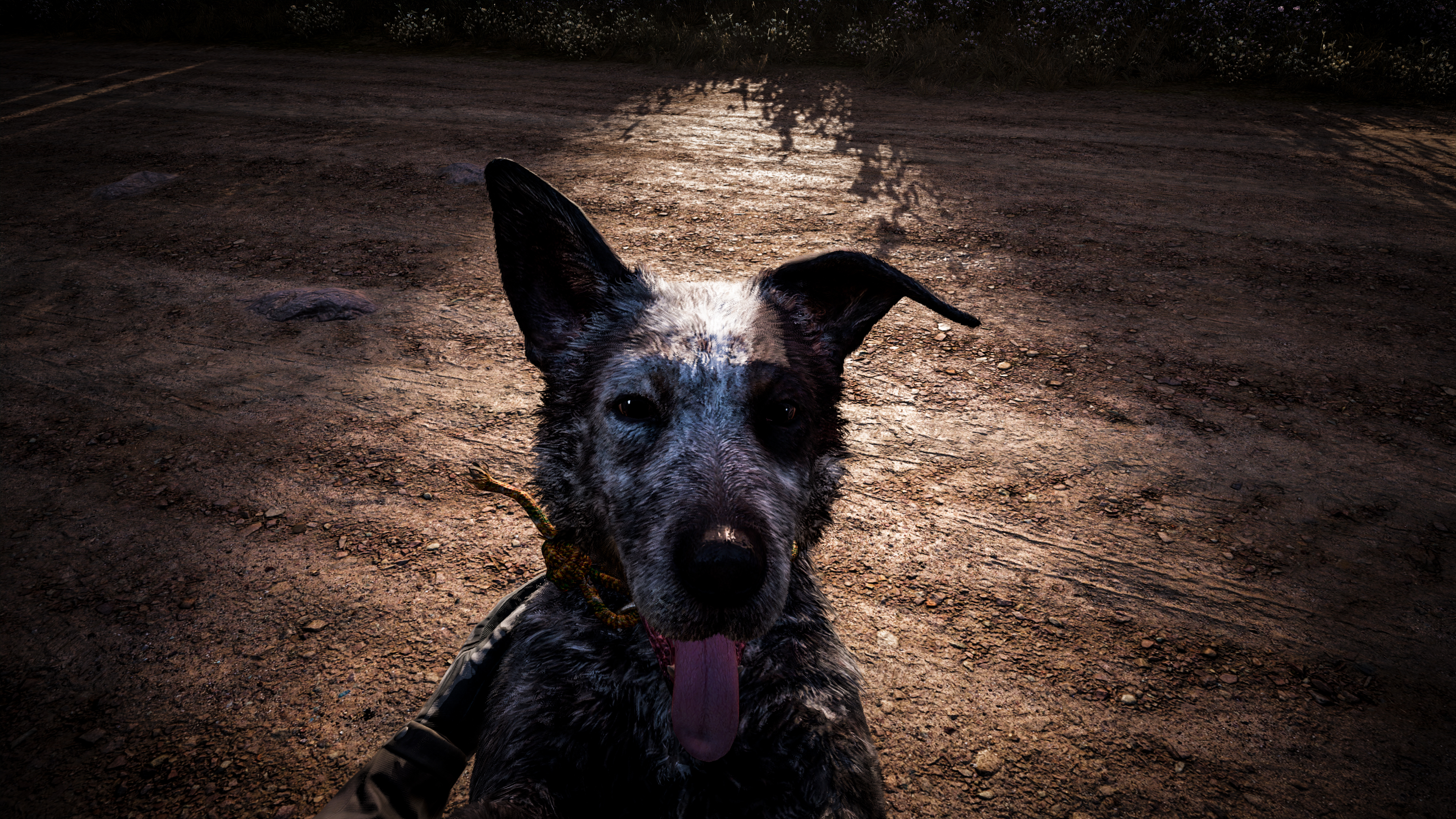 Download mobile wallpaper Dog, Video Game, Far Cry, Far Cry 5 for free.