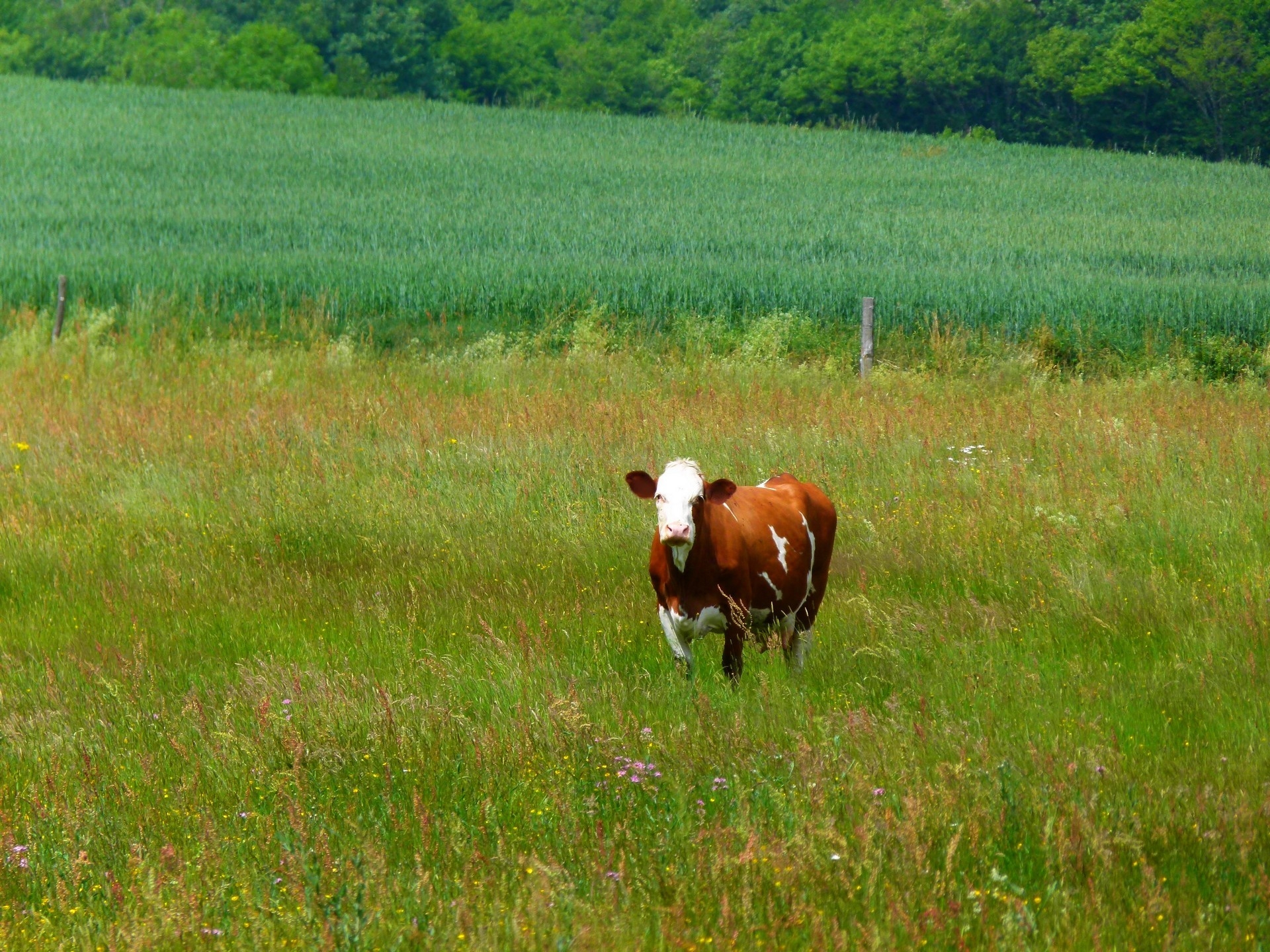 96703 скачать обои корова, животные, трава, прогулка - заставки и картинки бесплатно