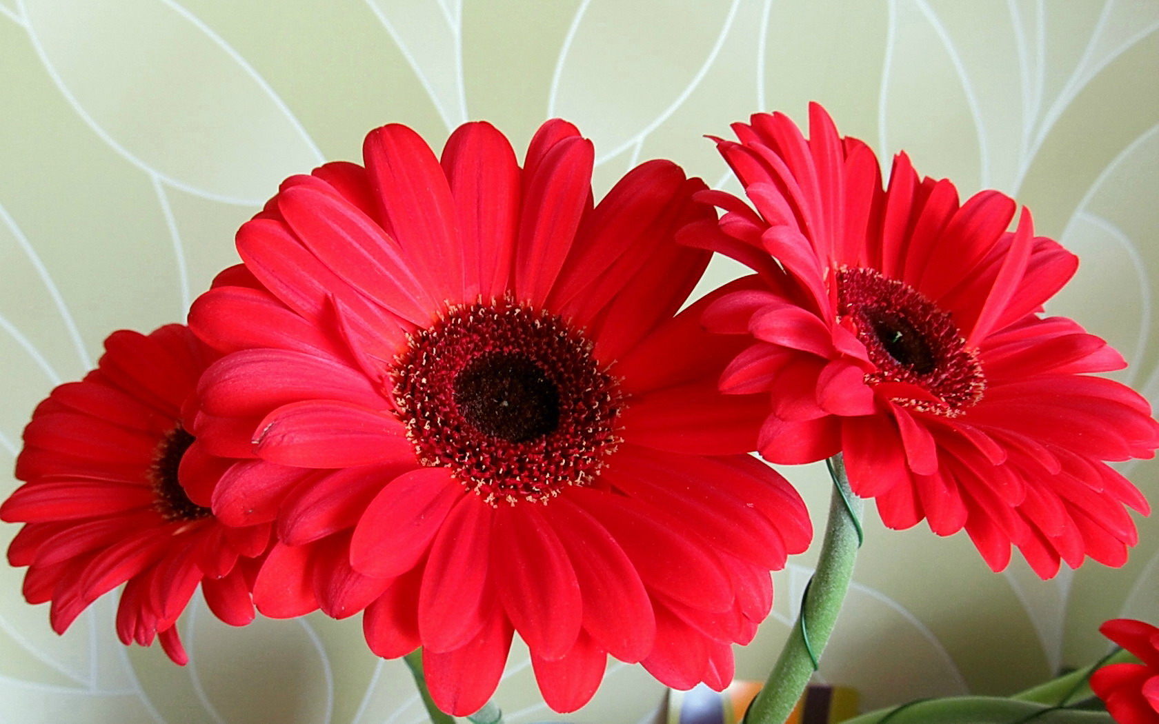 Download mobile wallpaper Flowers, Flower, Earth, Gerbera, Red Flower for free.