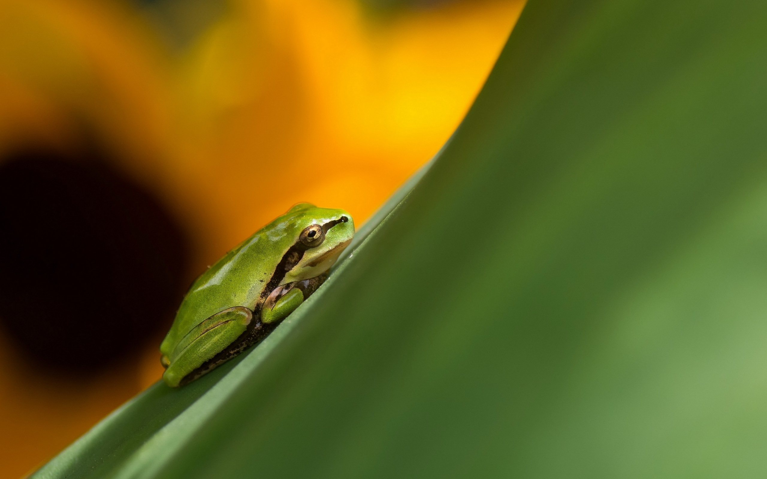 animal, tree frog, frogs