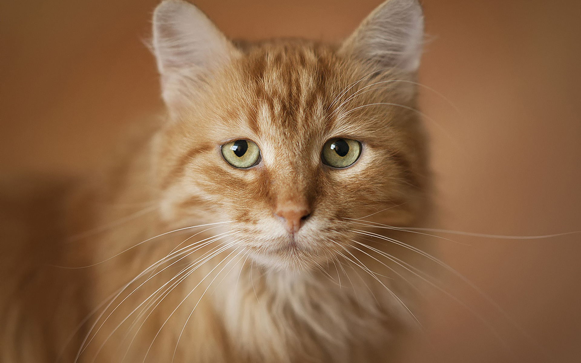 Baixe gratuitamente a imagem Animais, Gatos, Gato na área de trabalho do seu PC