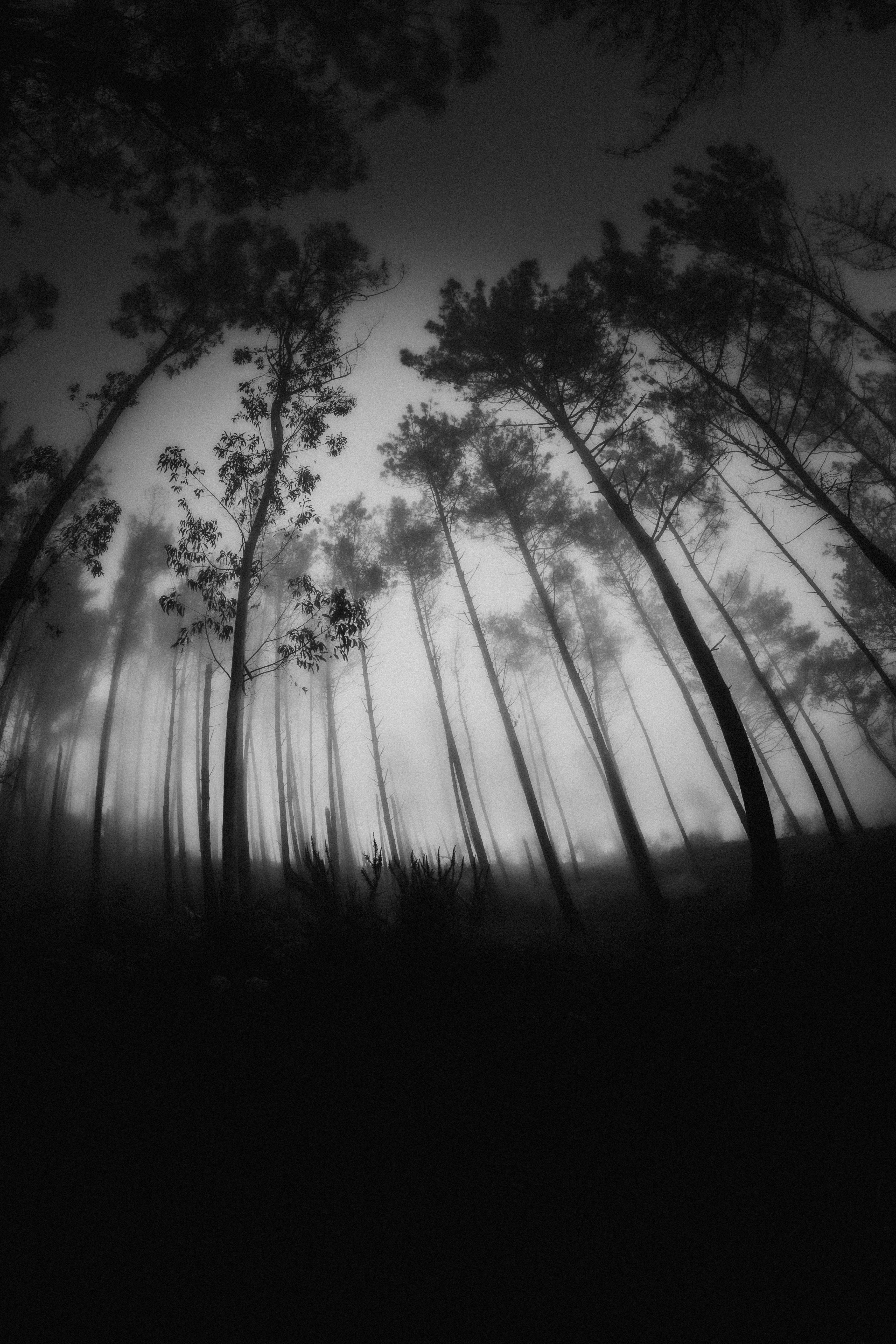 Free download wallpaper Trees, Forest, Bw, Nature, Fog, Chb on your PC desktop