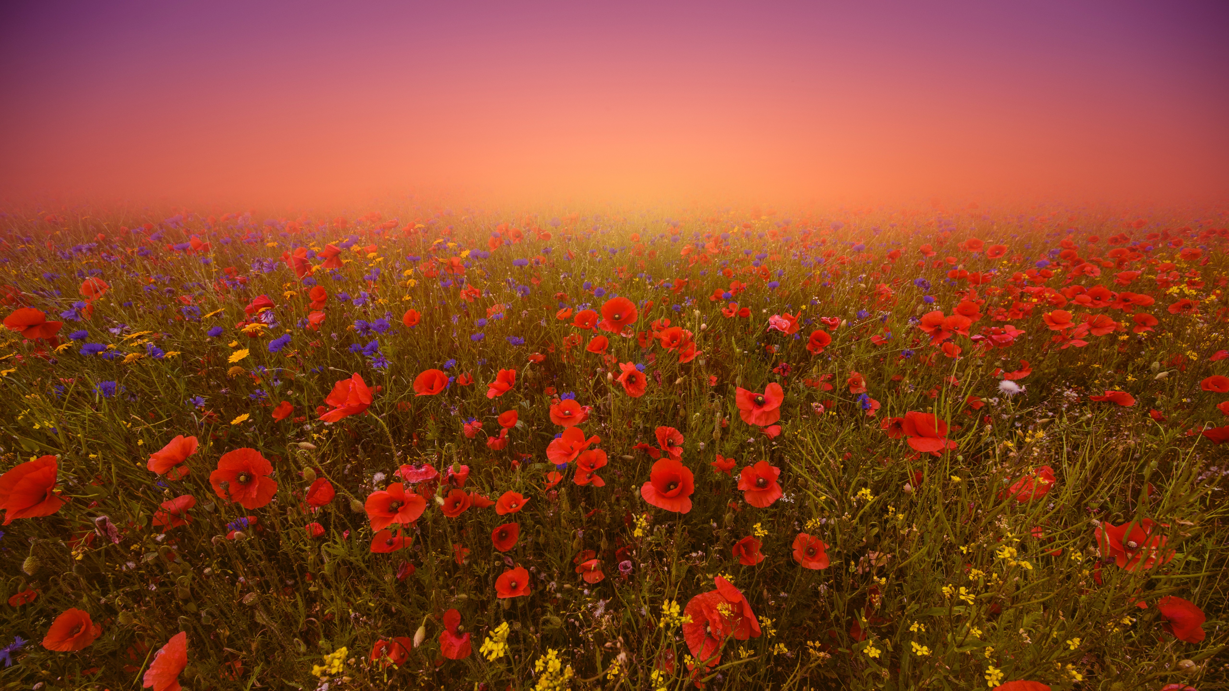 Download mobile wallpaper Flowers, Flower, Fog, Earth, Field, Poppy, Red Flower for free.