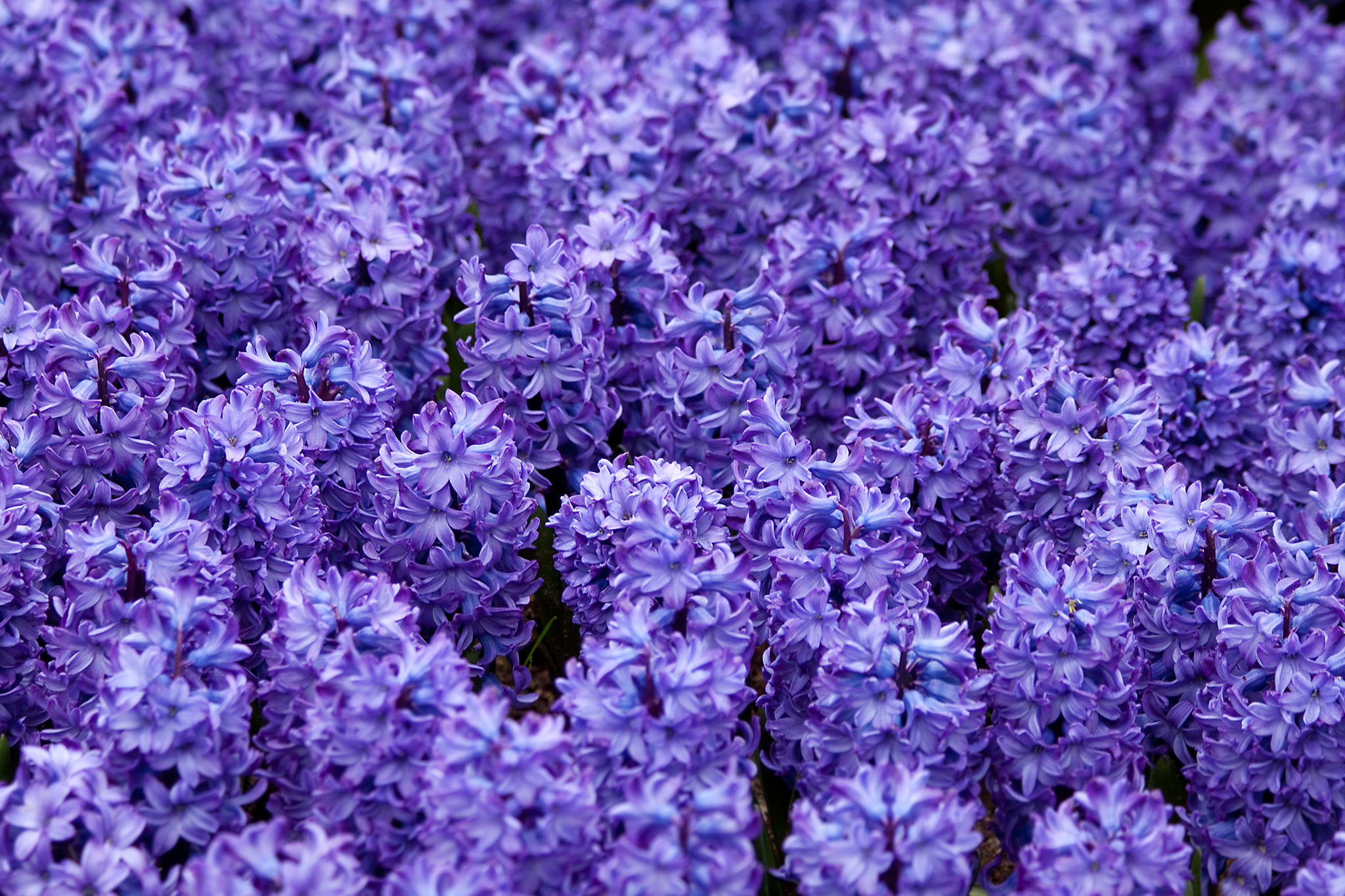 HD wallpaper earth, hyacinth, close up, flower, purple flower, flowers