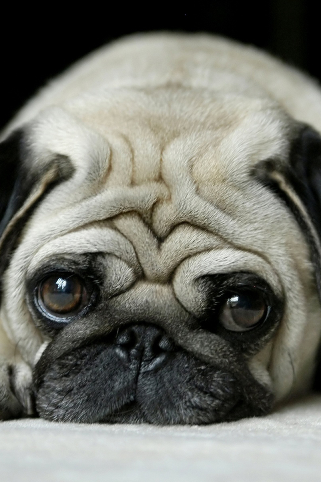 Download mobile wallpaper Dogs, Dog, Animal, Pug for free.