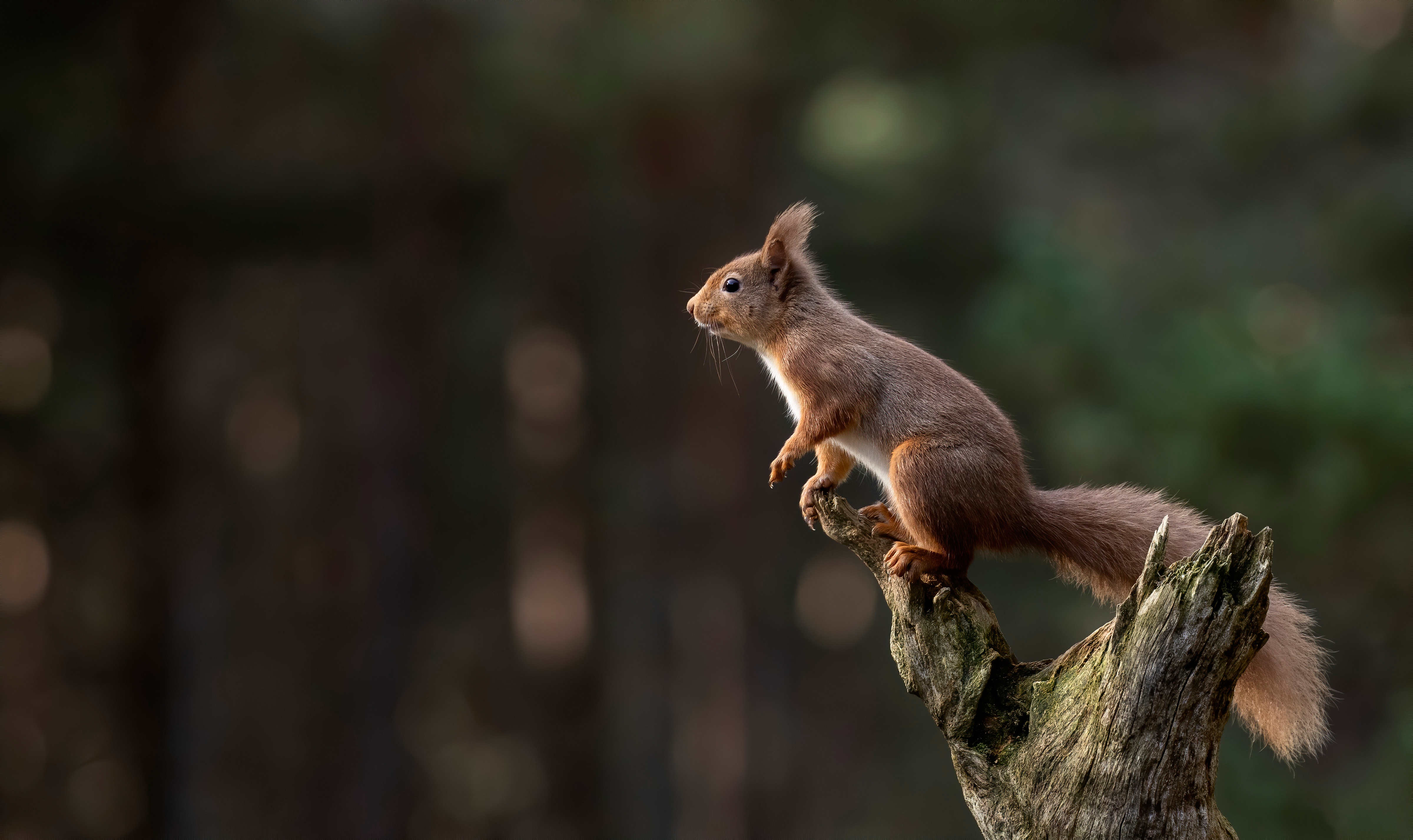 Download mobile wallpaper Squirrel, Animal, Rodent, Depth Of Field for free.