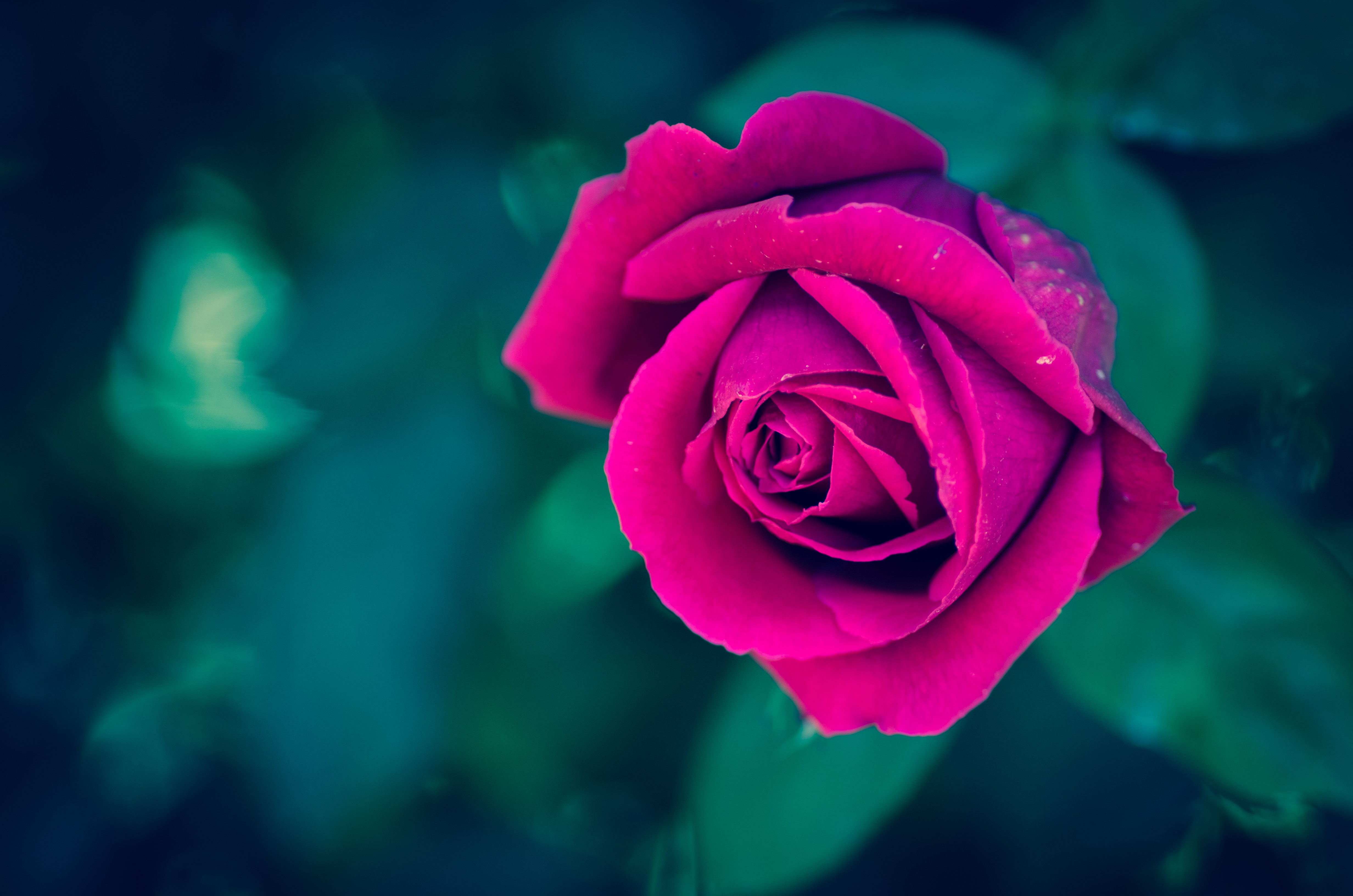 Download mobile wallpaper Nature, Flowers, Flower, Rose, Bud, Earth, Pink Flower for free.