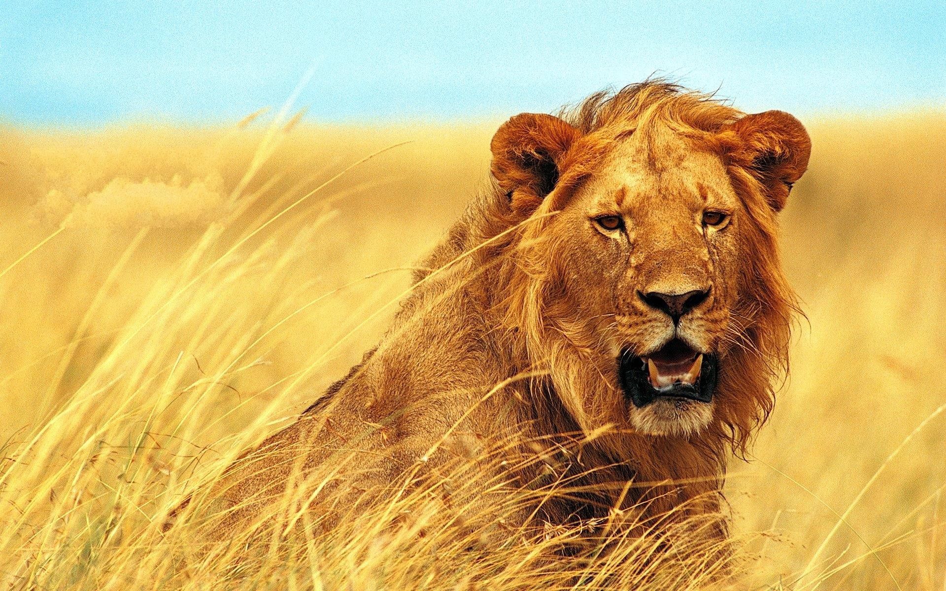 Cool Wallpapers animals, grass, grin, muzzle, lion, wind