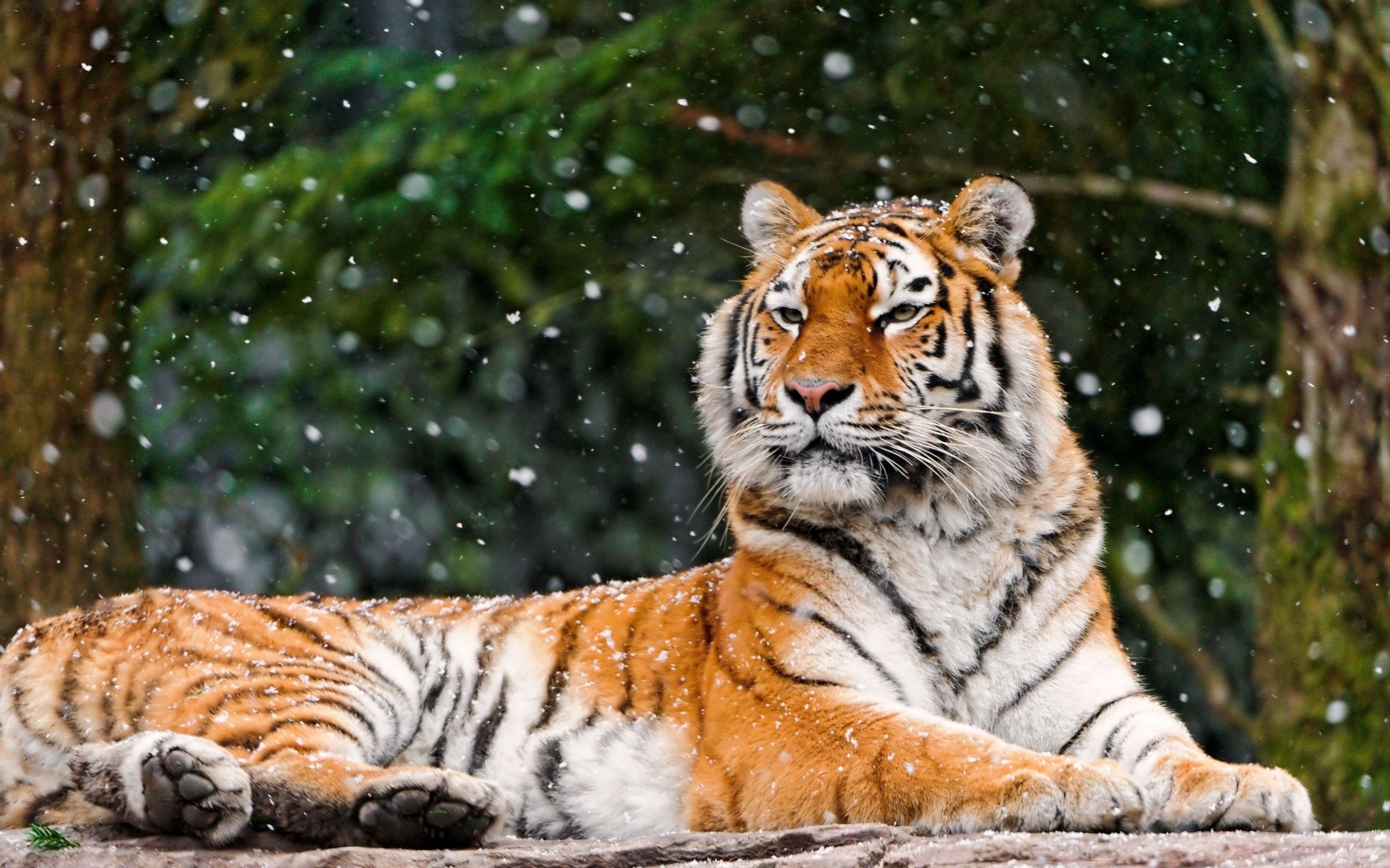 Скачать обои бесплатно Лежать, Снег, Животные, Хищник, Тигр картинка на рабочий стол ПК