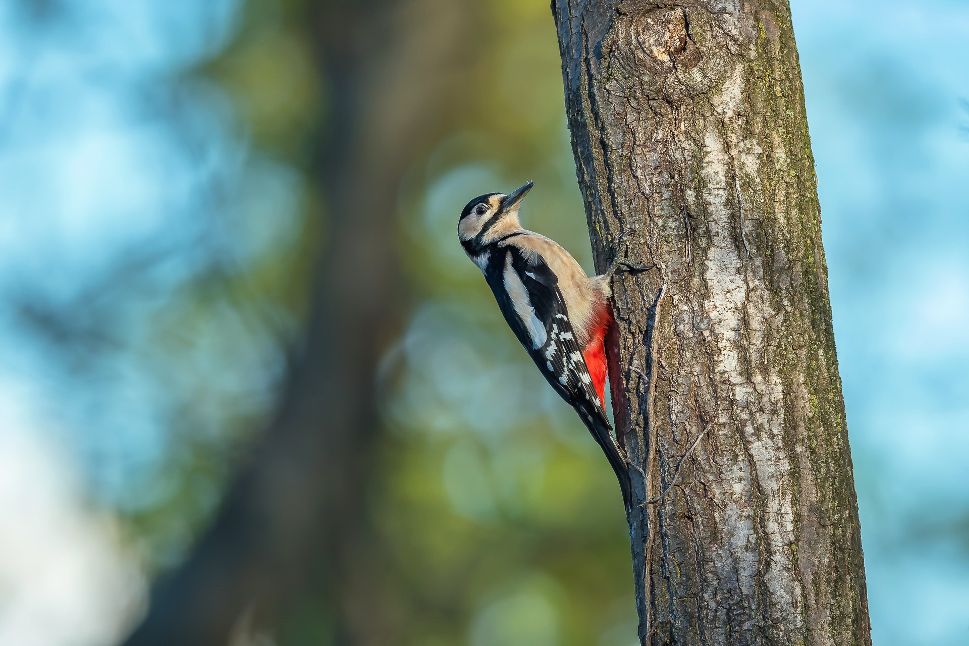 Download mobile wallpaper Birds, Bird, Animal, Woodpecker, Depth Of Field for free.