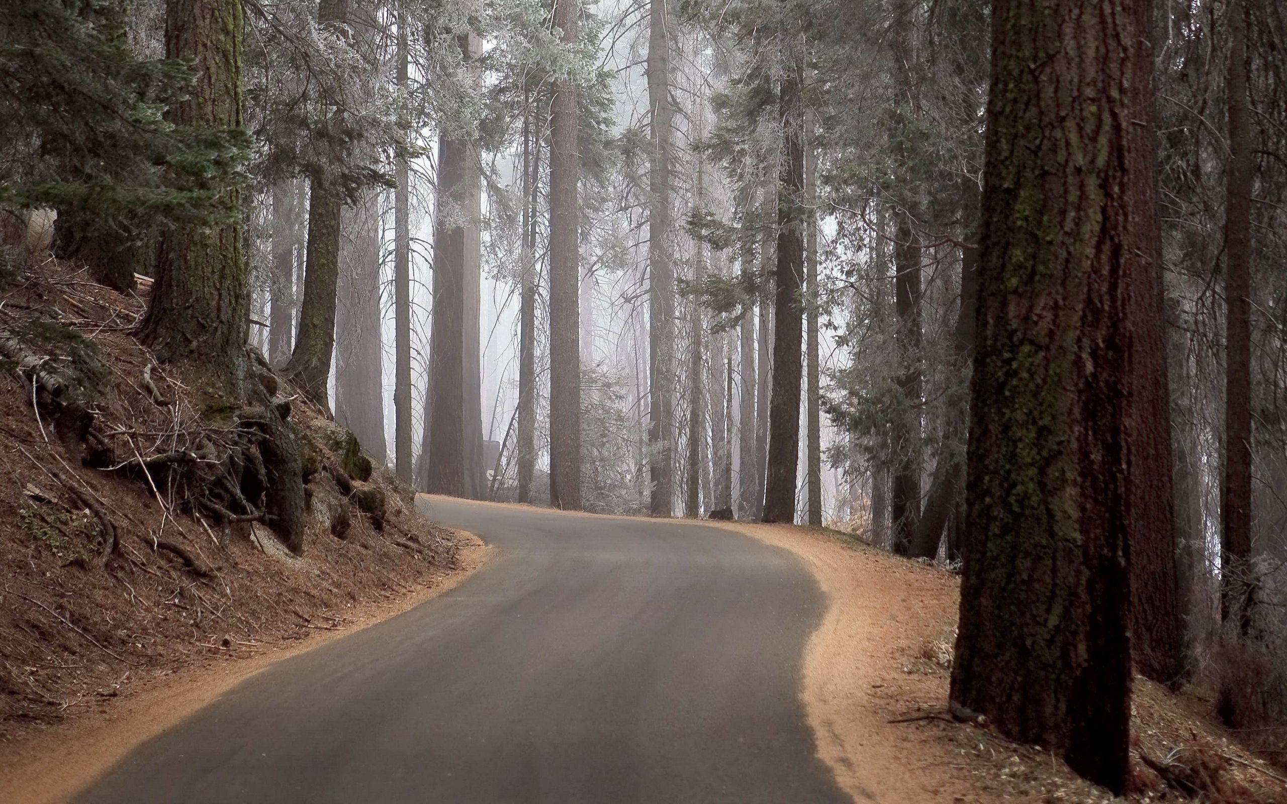 nature, trees, turn, forest, fog, climb, lift, mighty desktop HD wallpaper