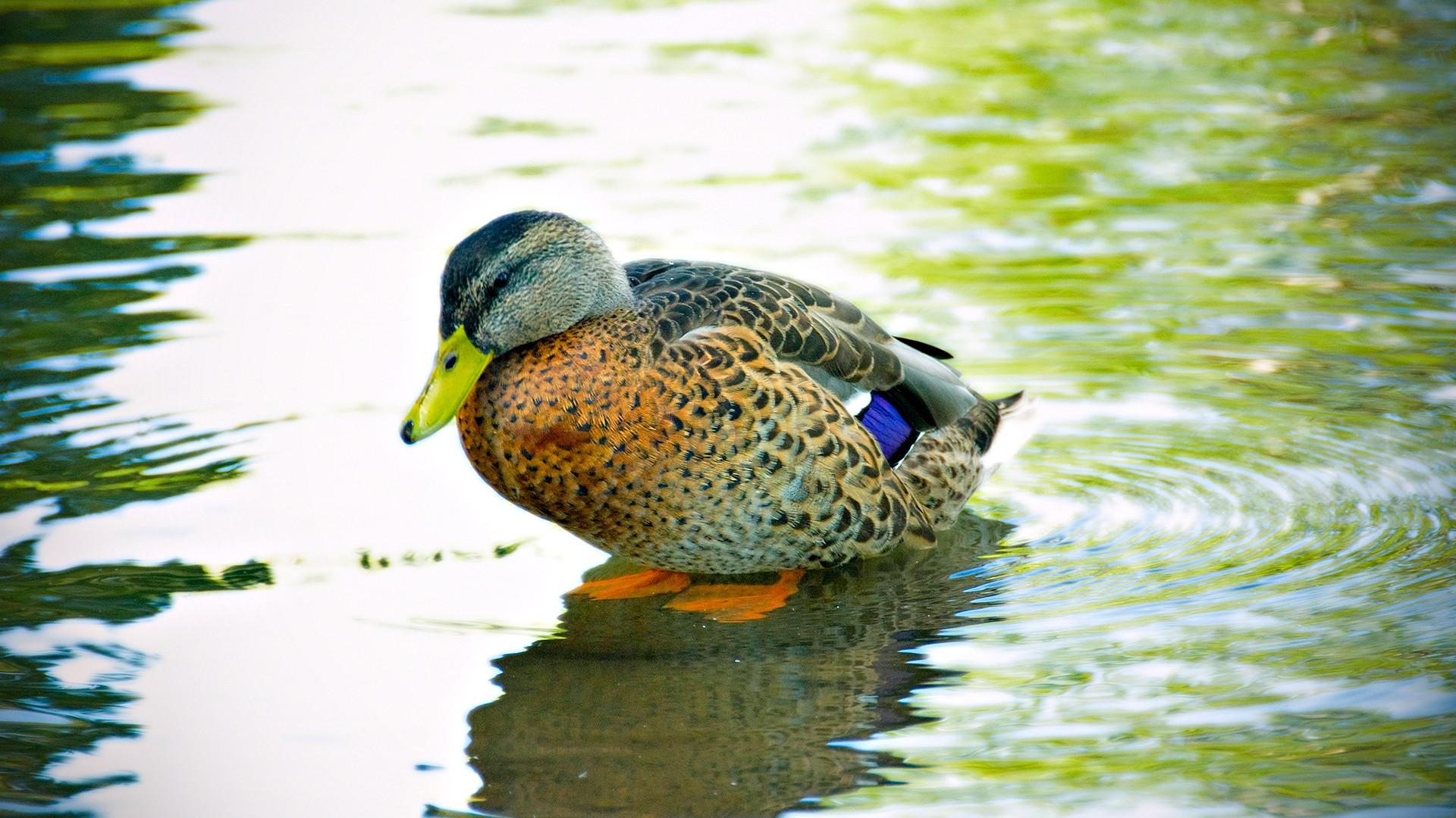 Laden Sie das Ente, Vögel, Tiere-Bild kostenlos auf Ihren PC-Desktop herunter