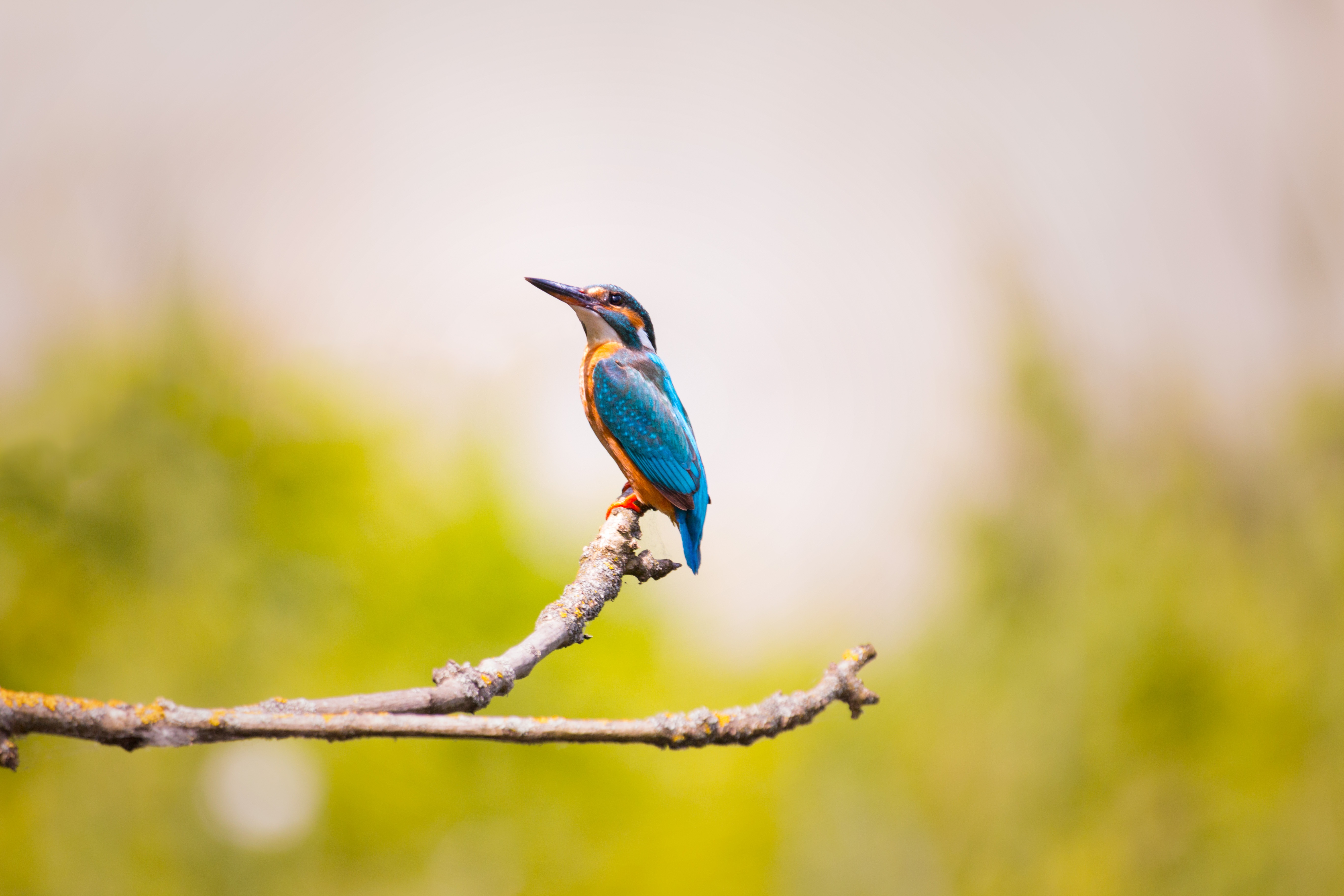 kingfisher, blur, animals, bird, smooth, branch