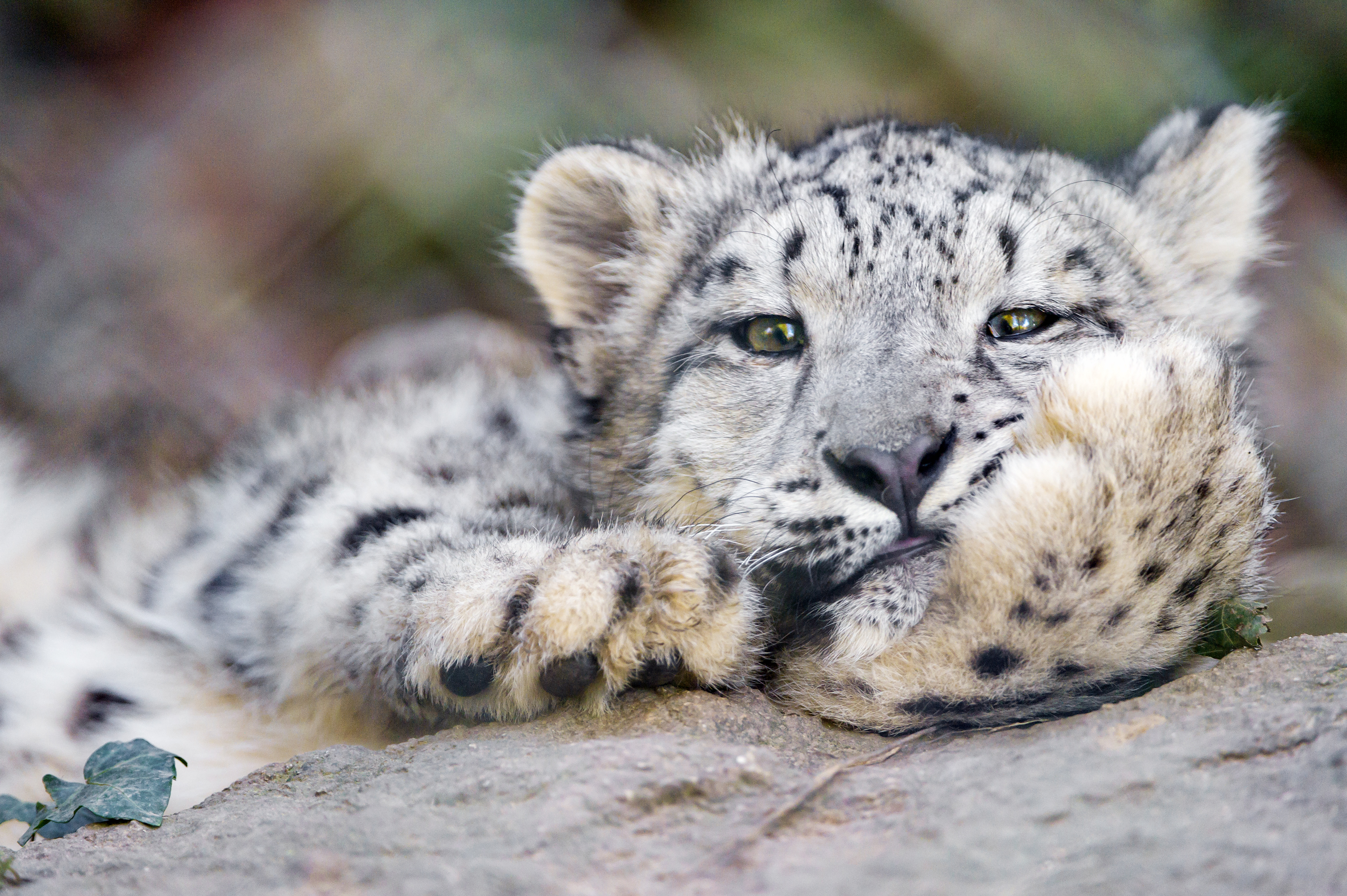 81863 baixar papel de parede animais, snow leopard, gato grande, irbis - protetores de tela e imagens gratuitamente