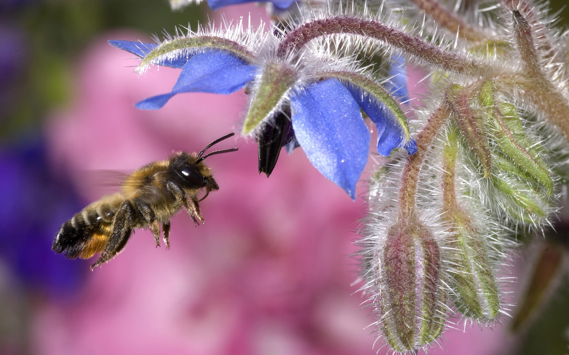 Скачать картинку Пчела, Полет, Насекомые, Летающий, Крупный План, Макро, Животные, Цветок в телефон бесплатно.