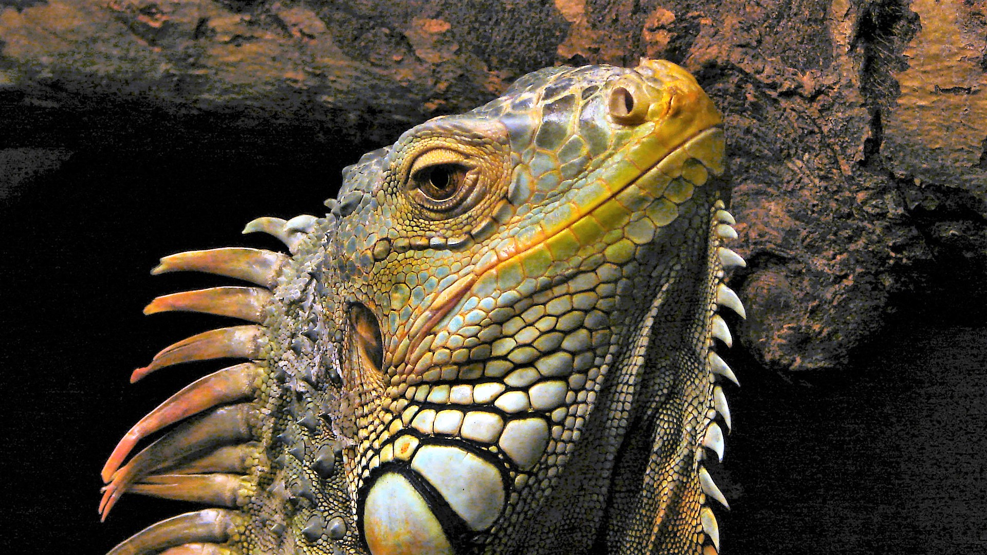 Free download wallpaper Close Up, Animal, Reptile, Iguana on your PC desktop
