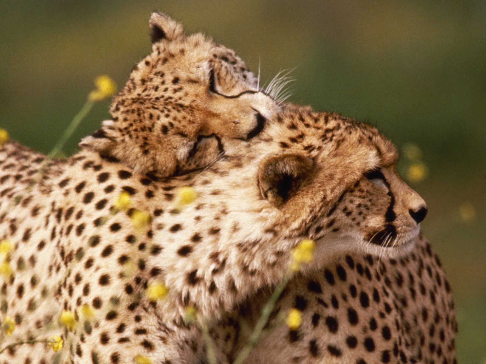 Free download wallpaper Cats, Cheetah, Animal on your PC desktop