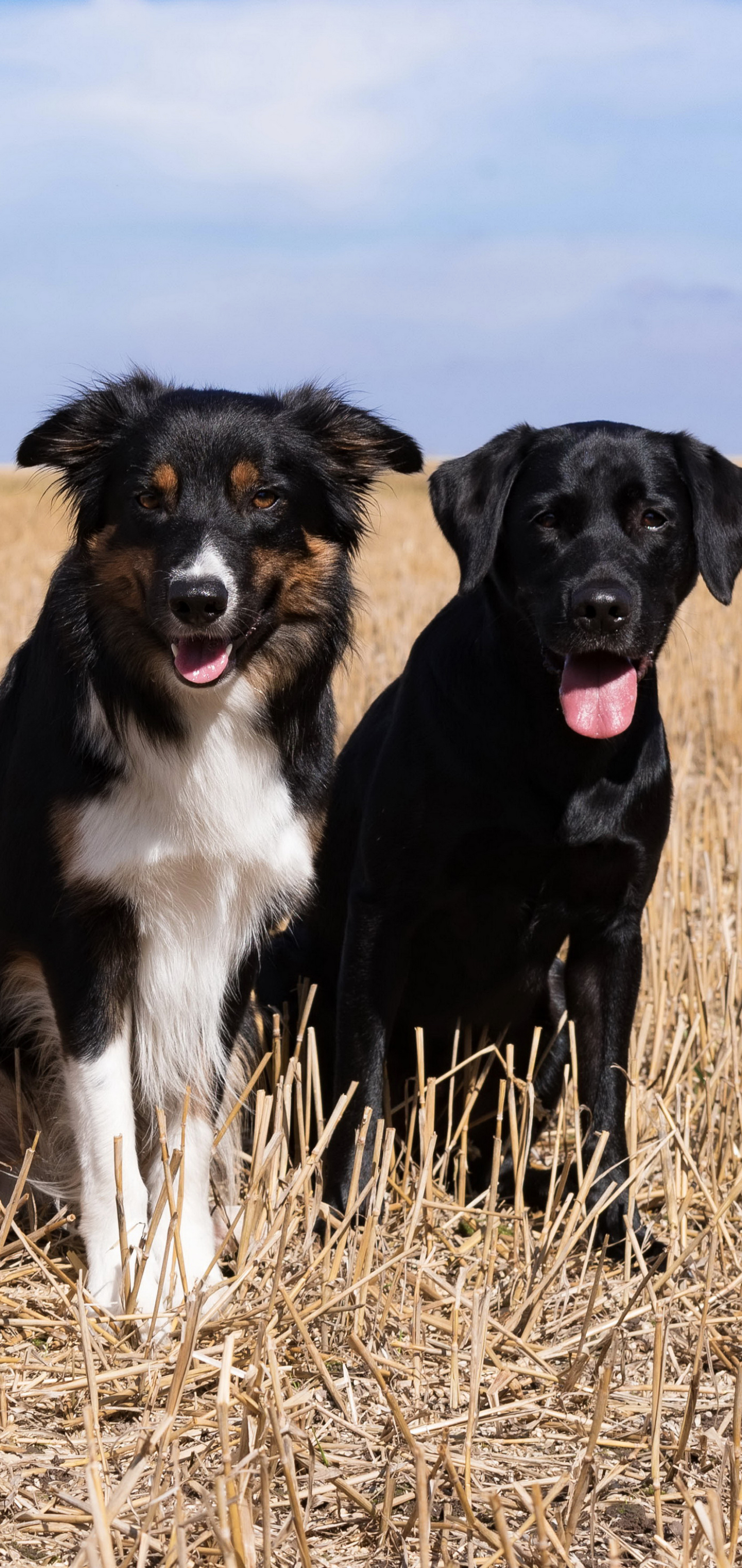 Handy-Wallpaper Tiere, Hunde, Hund, Labrador, Border Collie kostenlos herunterladen.