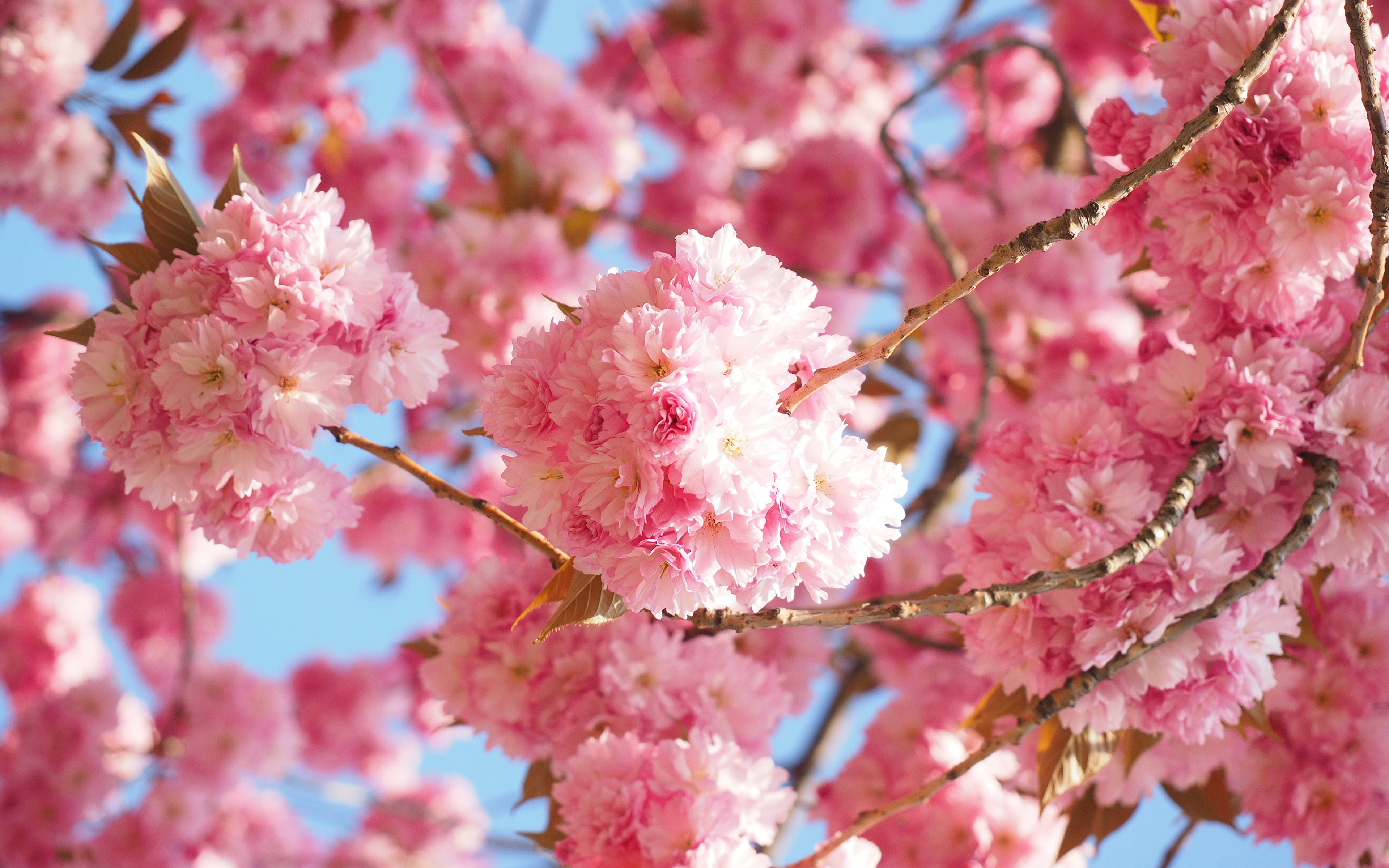 Скачать картинку Сакура, Весна, Цветущие, Земля/природа в телефон бесплатно.