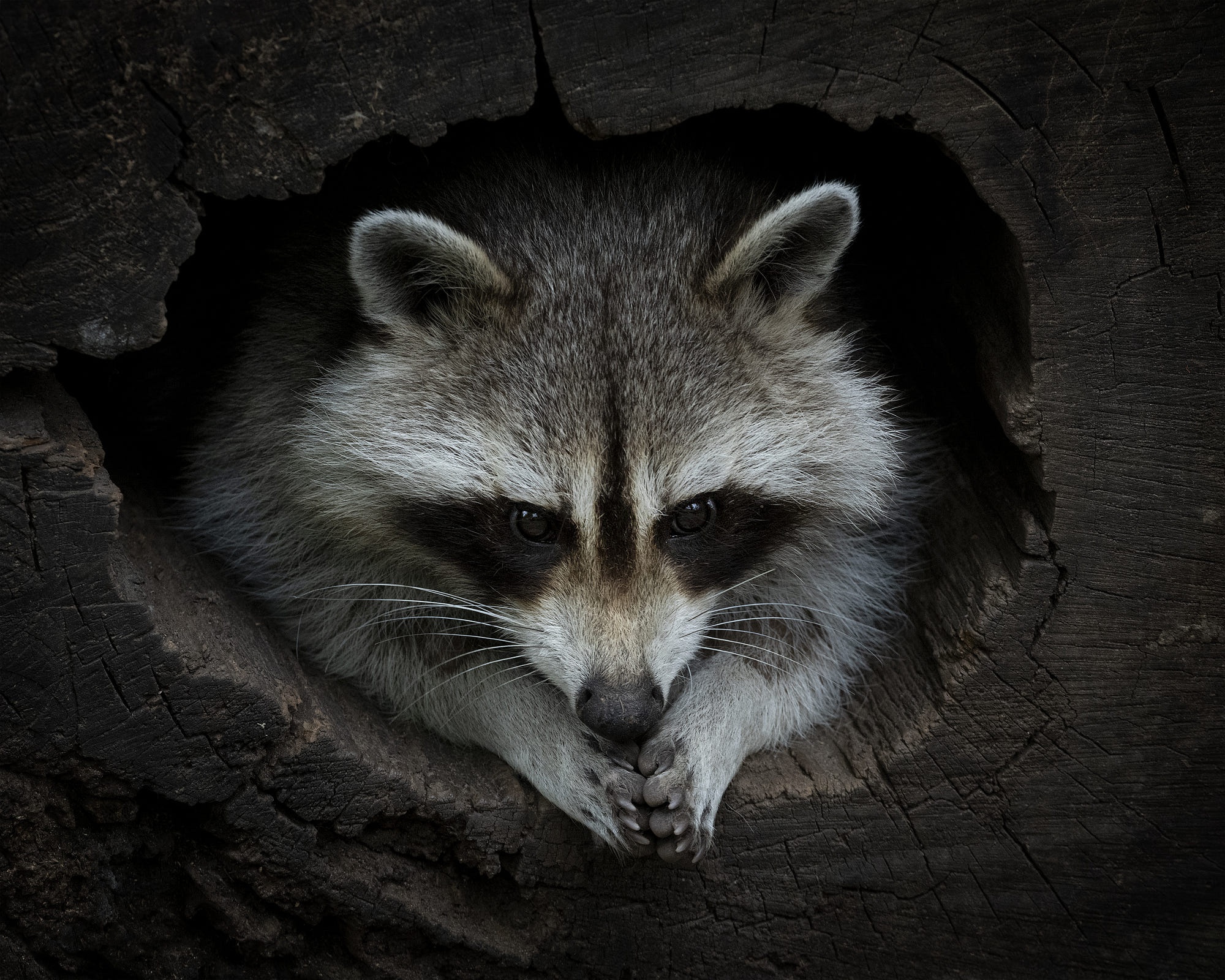 Free download wallpaper Animal, Raccoon on your PC desktop