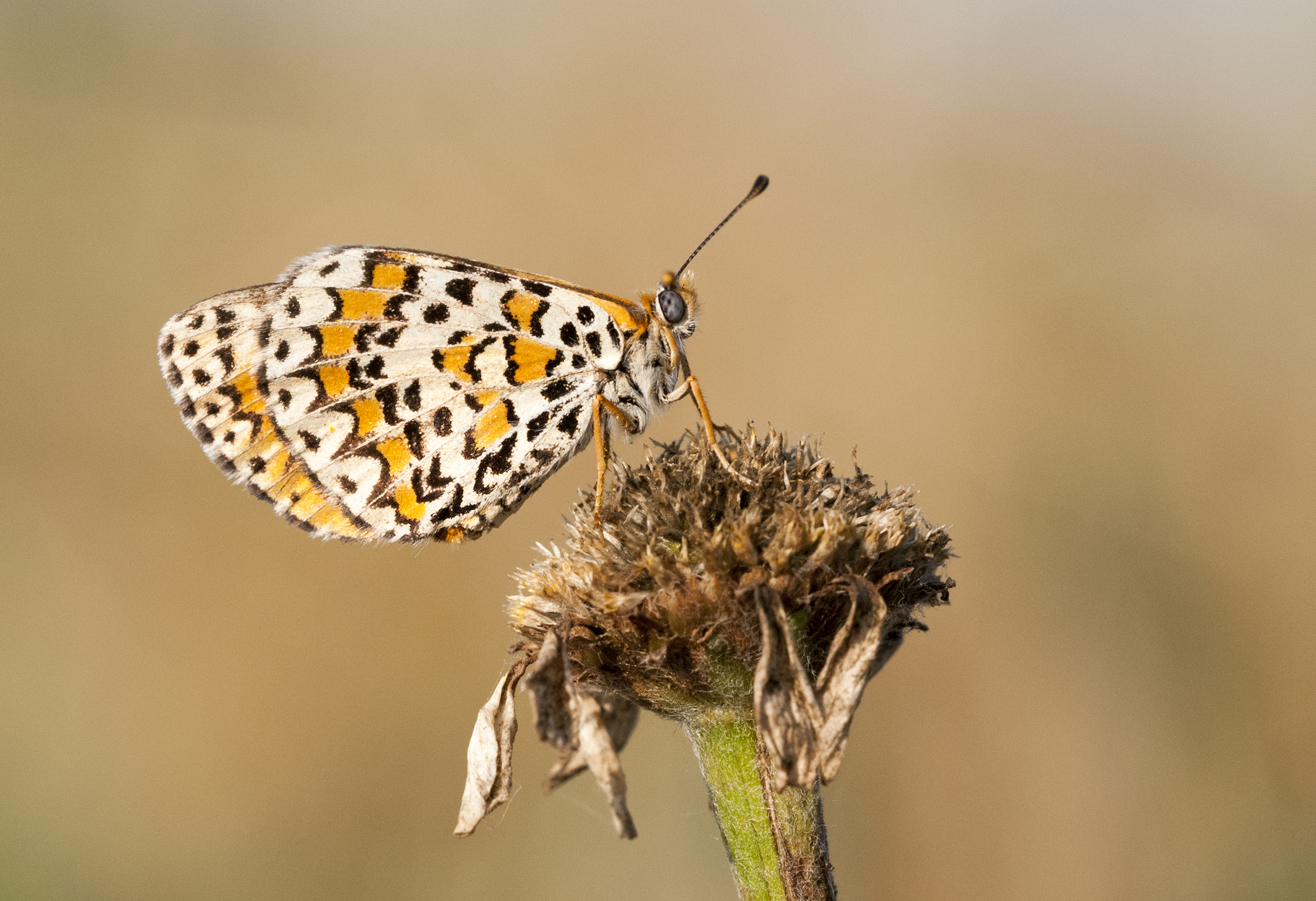 Descargar fondos de escritorio de Fritillary Manchado Menor HD