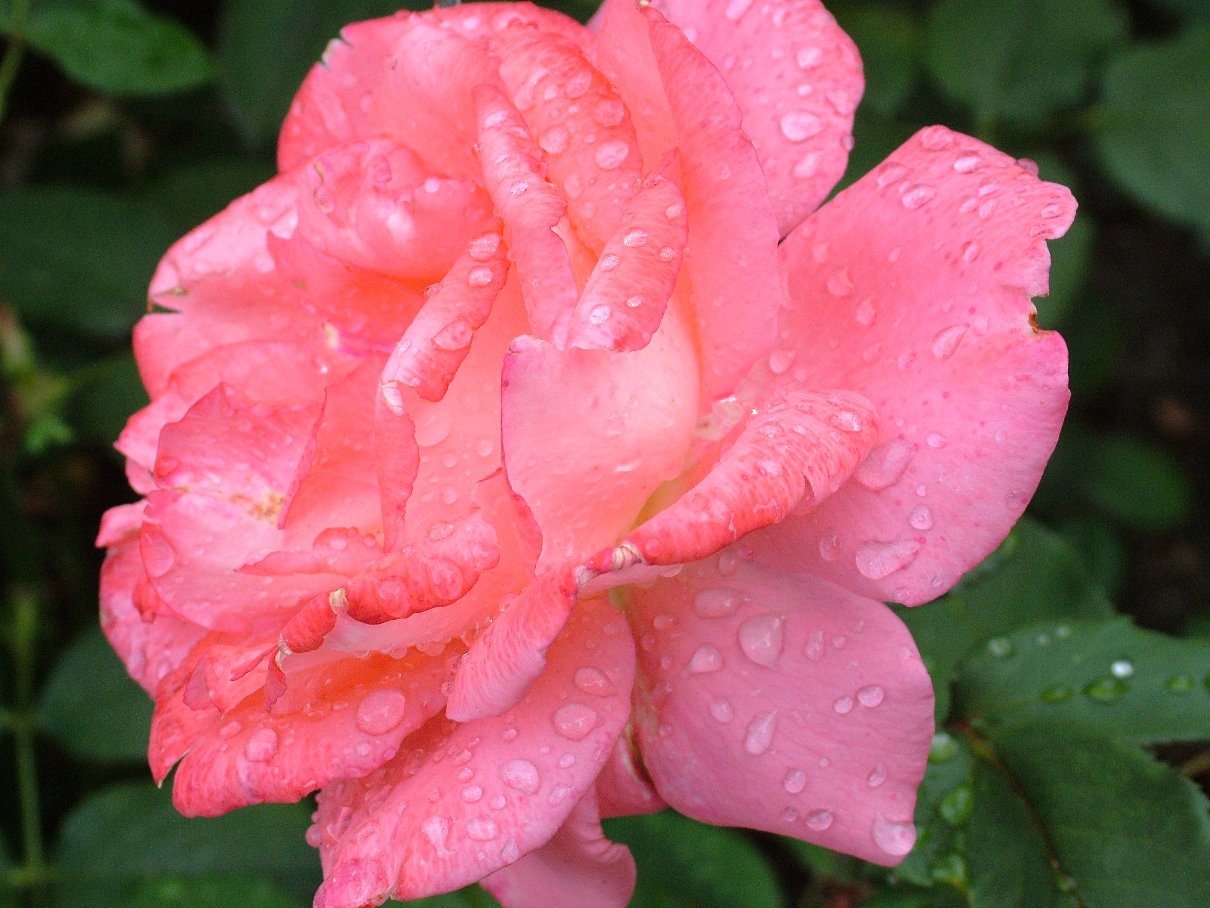Free download wallpaper Flowers, Rose Flower, Rose, Petals, Pink, Drops on your PC desktop