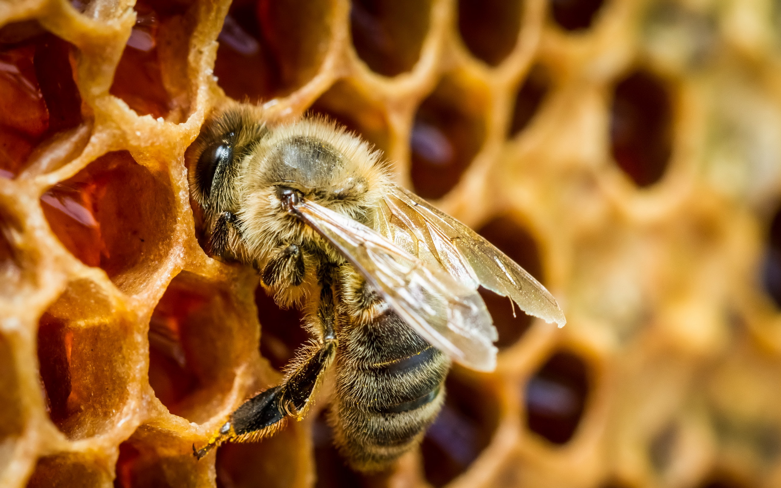 391192 скачать обои мёд, соты, макро, пчела, животные, насекомое, природа, насекомые - заставки и картинки бесплатно