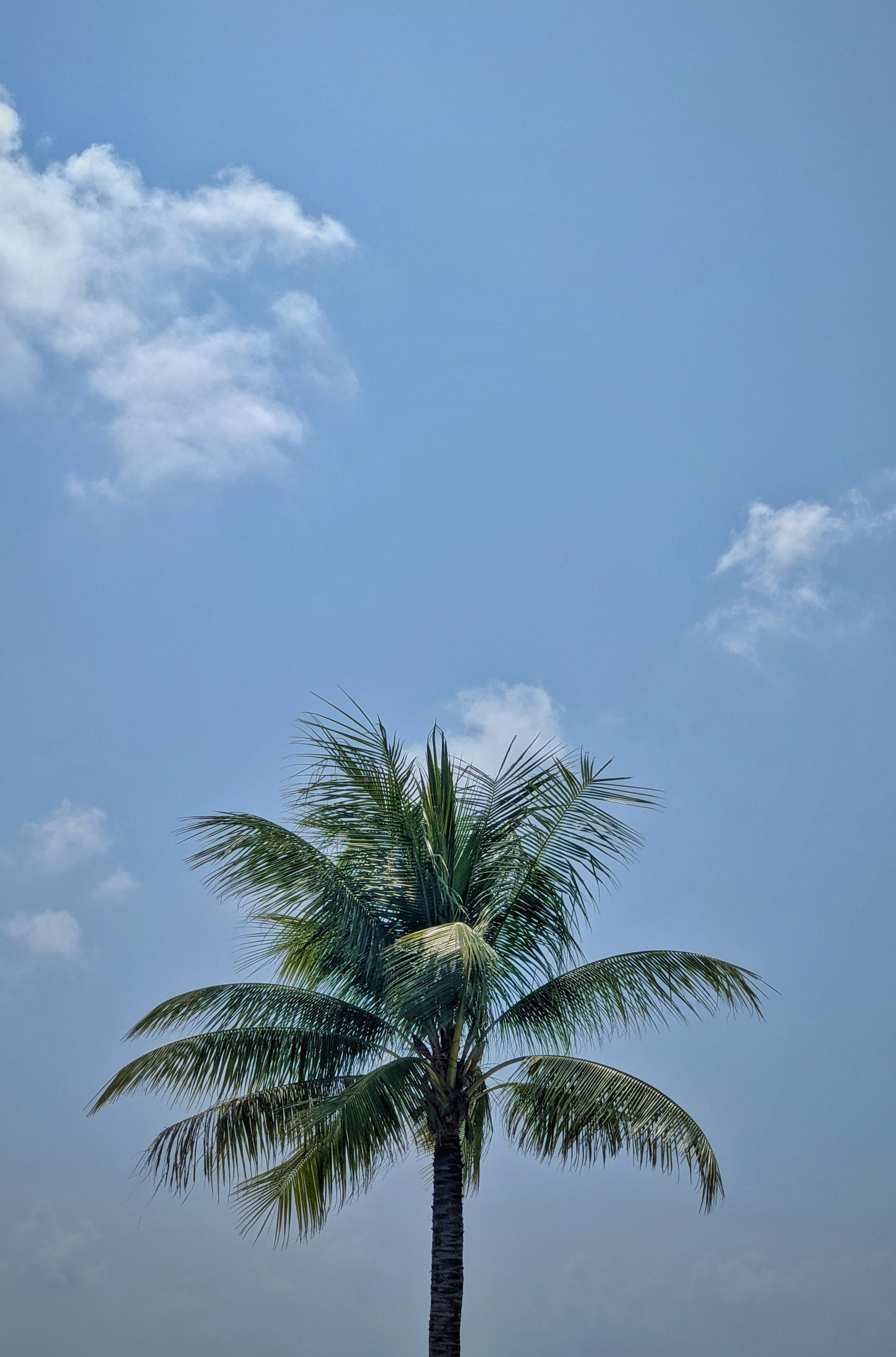 Free download wallpaper Sky, Wood, Tree, Palm, Nature, Leaves on your PC desktop