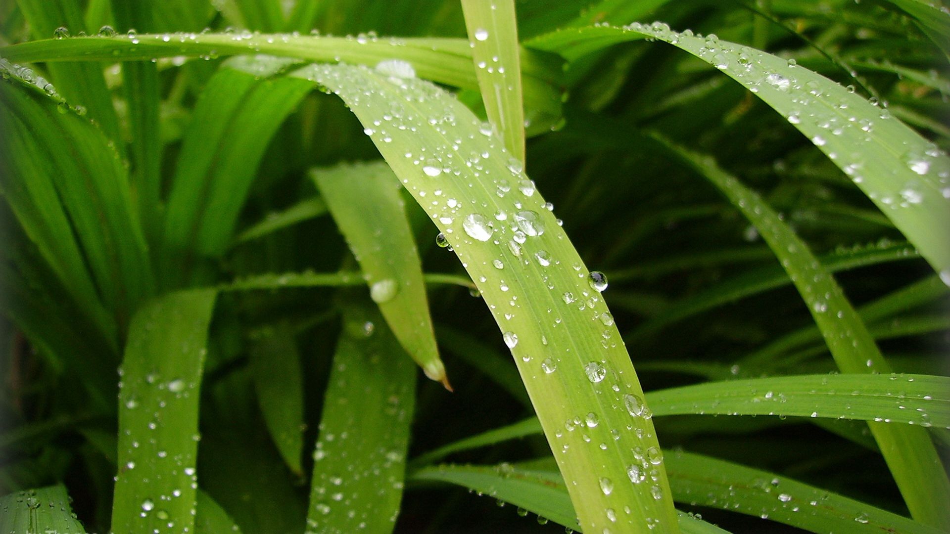 Download mobile wallpaper Dew, Drops, Leaves, Greens, Water, Nature for free.