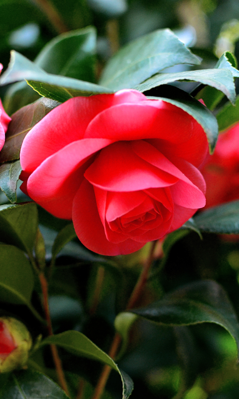 Download mobile wallpaper Flowers, Flower, Macro, Earth, Spring, Camellia for free.