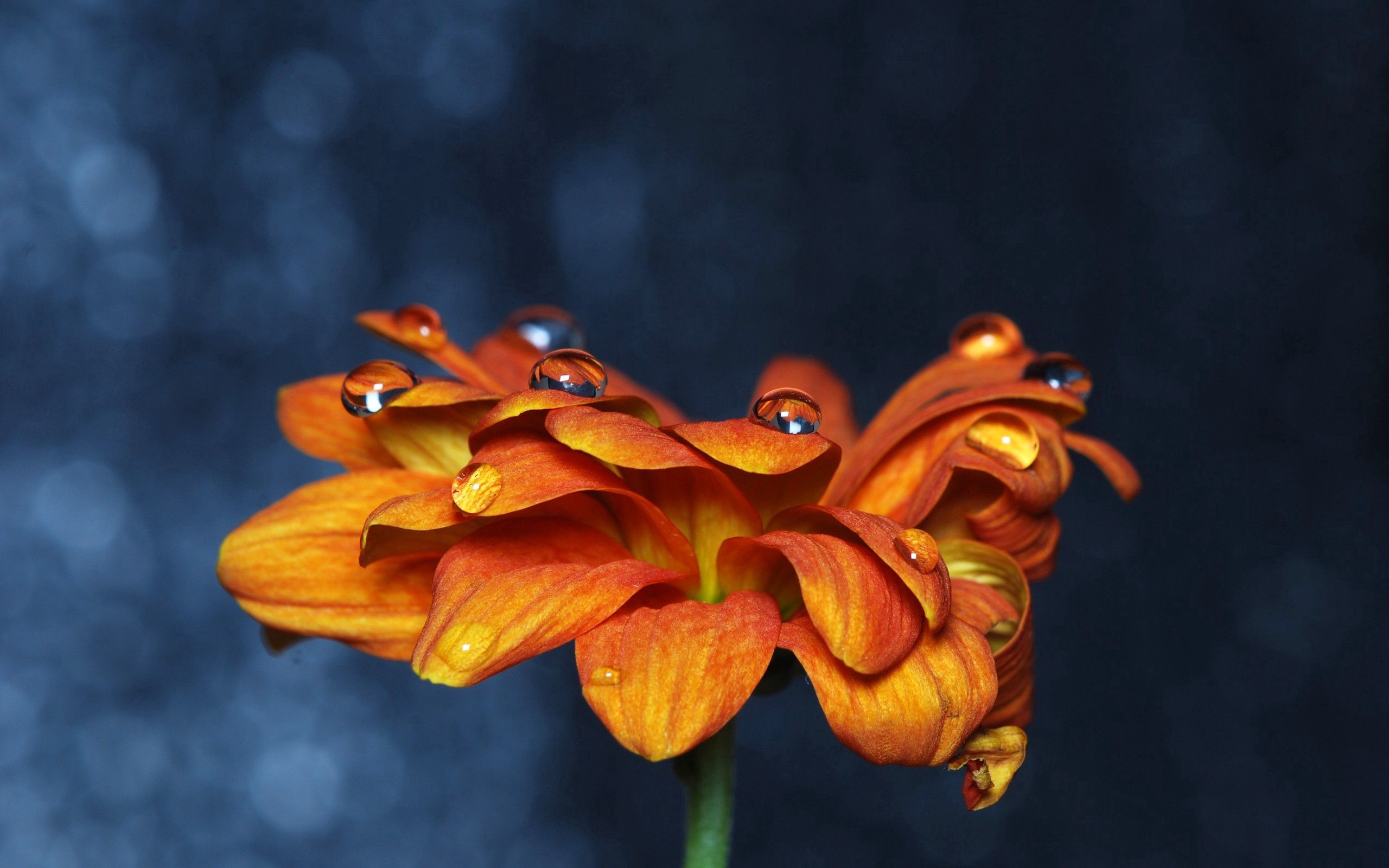 Laden Sie das Pflanze, Makro, Drops, Blume, Hintergrund-Bild kostenlos auf Ihren PC-Desktop herunter