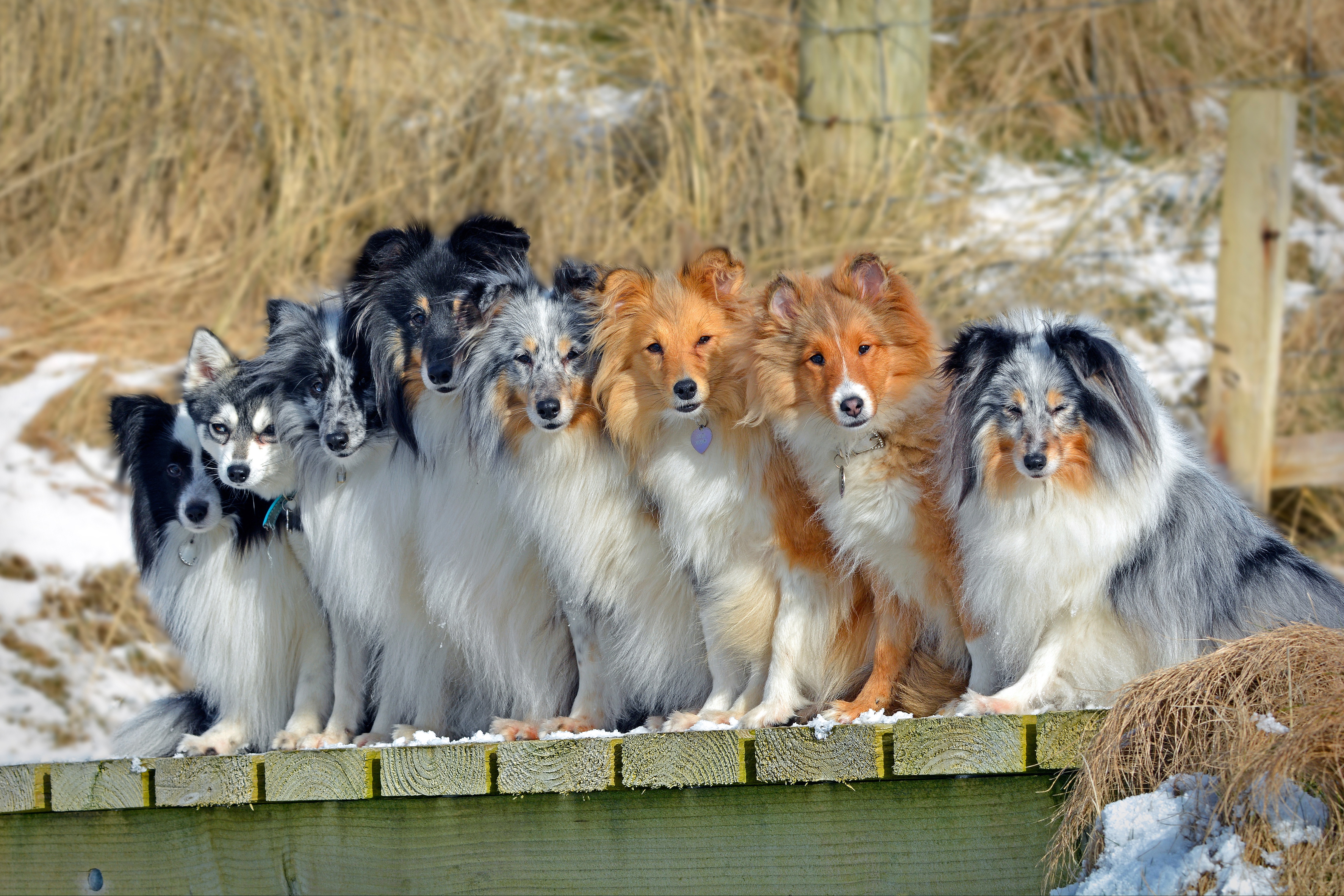 Download mobile wallpaper Dogs, Dog, Animal, Border Collie, Shetland Sheepdog, Alaskan Klee Kai for free.