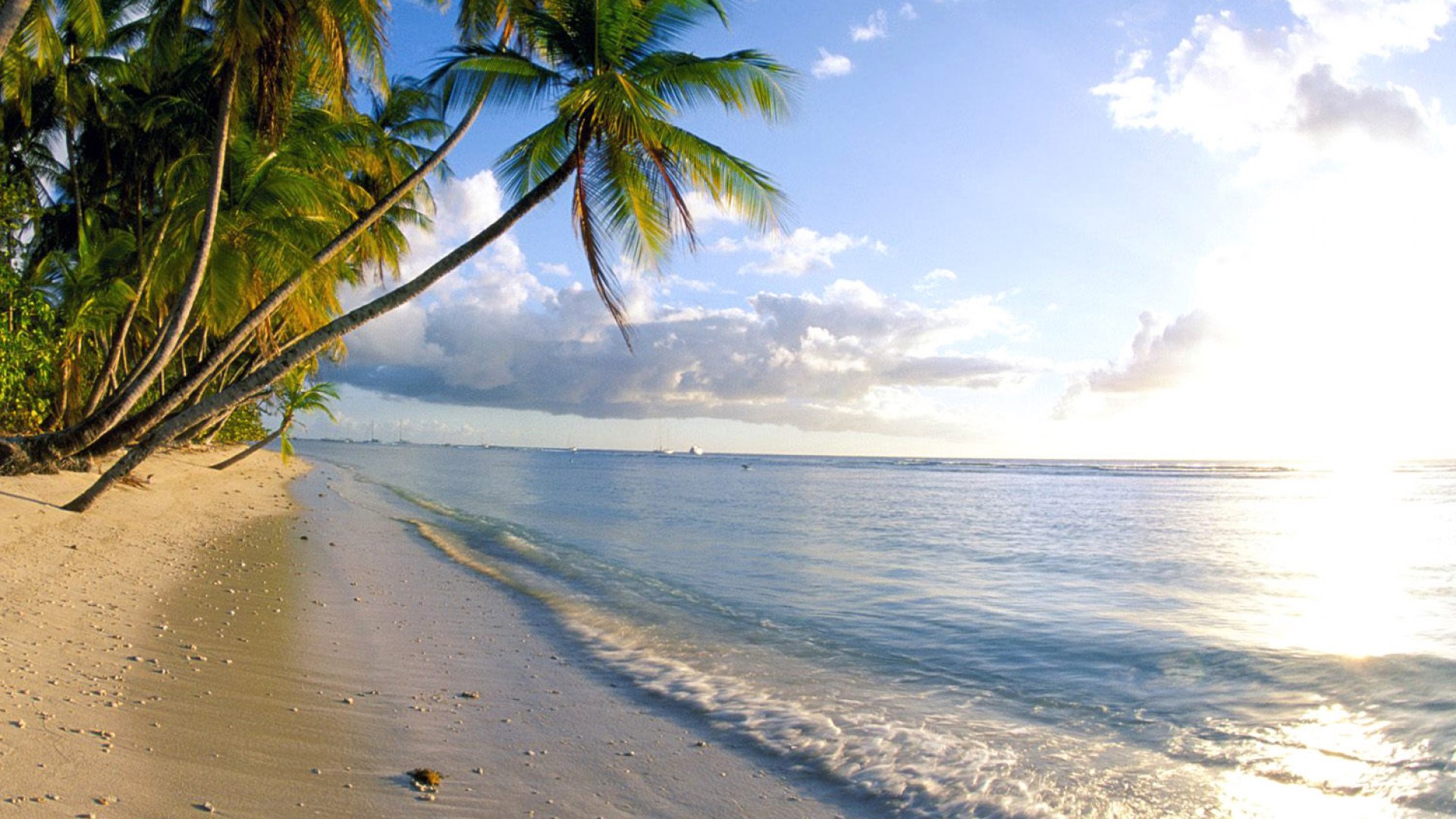 Скачать картинку Природа, Пляж, Пальмы, Океан, Тропический, Земля/природа в телефон бесплатно.