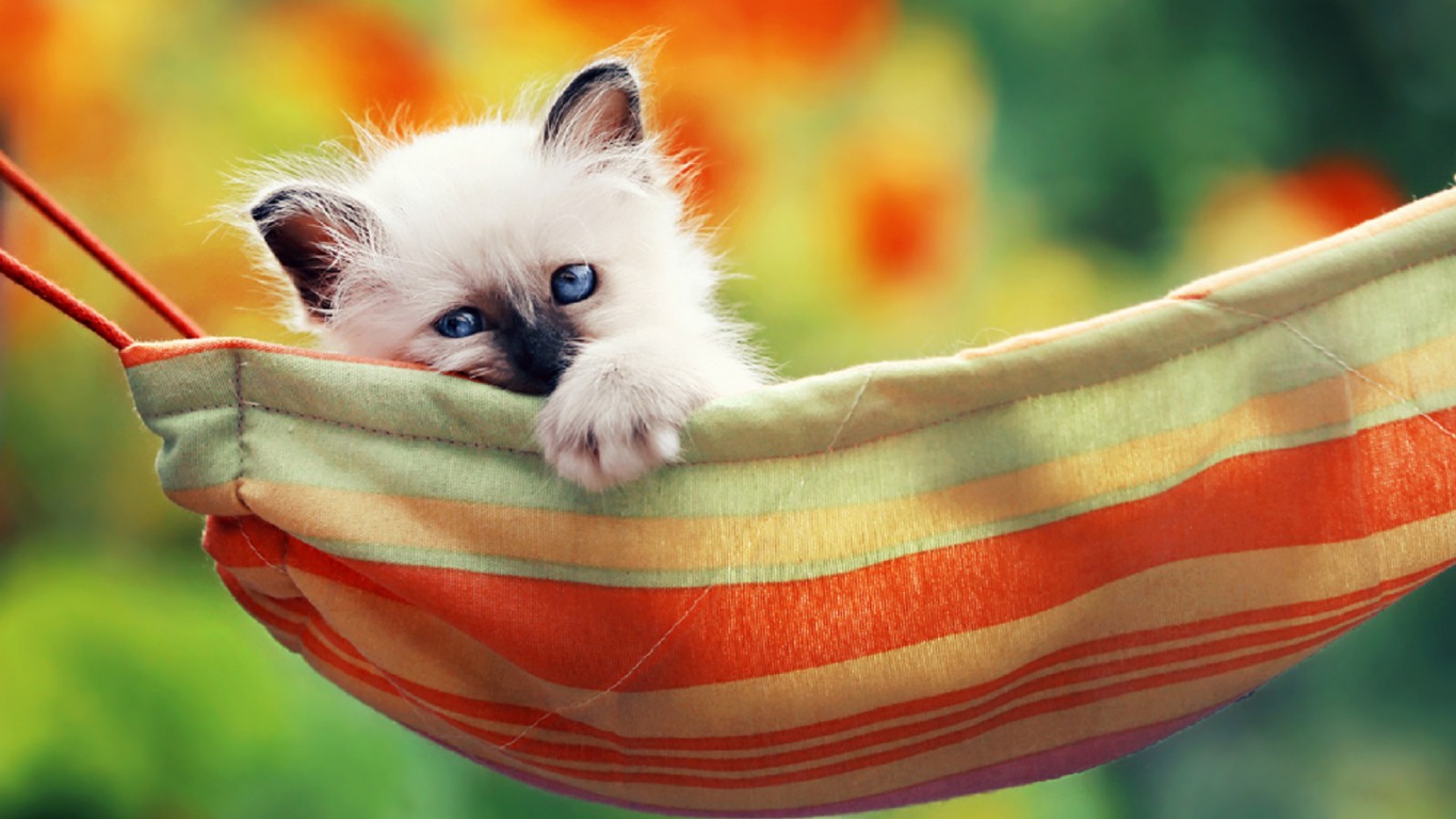 Free download wallpaper Cat, Animal on your PC desktop