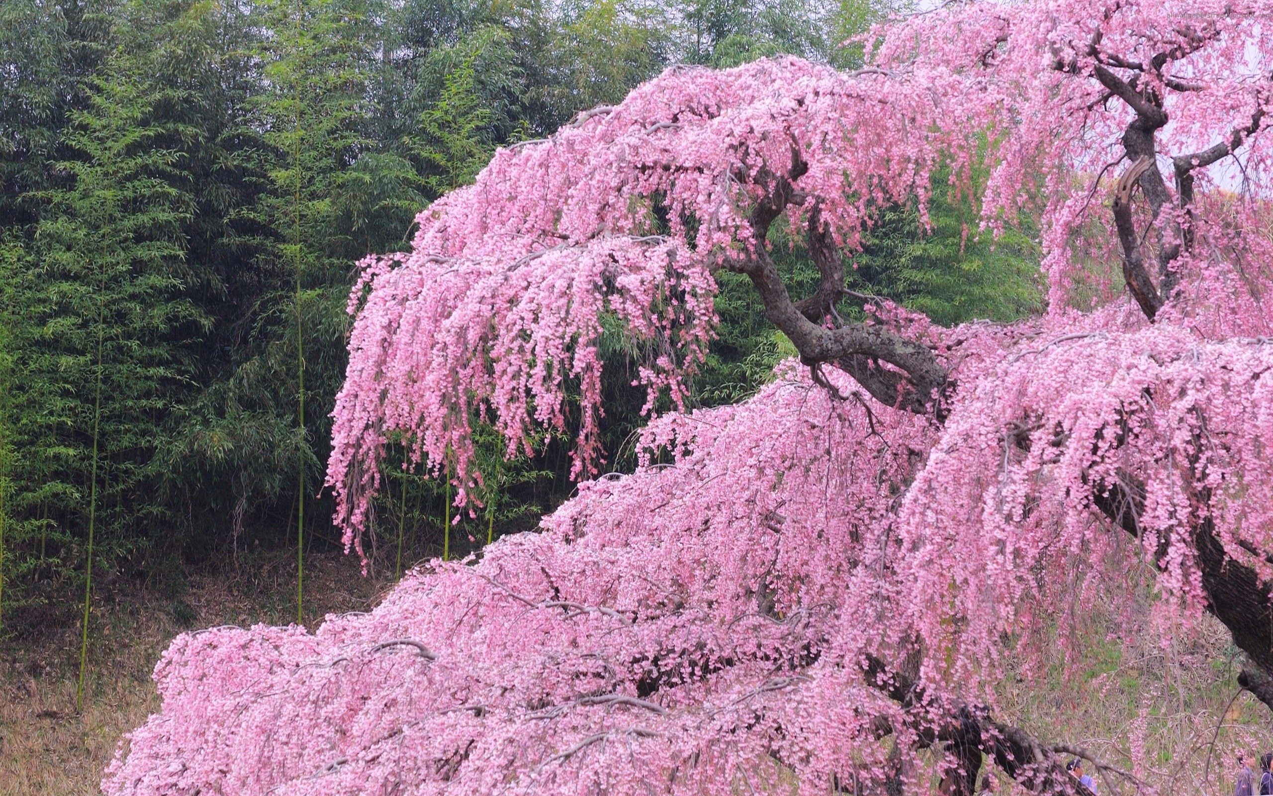 Скачать картинку Дерево, Природа, Цветы, Цветение, Весна в телефон бесплатно.