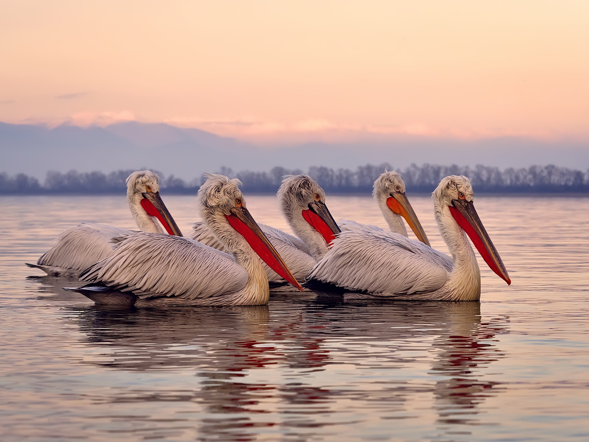 Free download wallpaper Pelican, Bird, Birds, Animal on your PC desktop