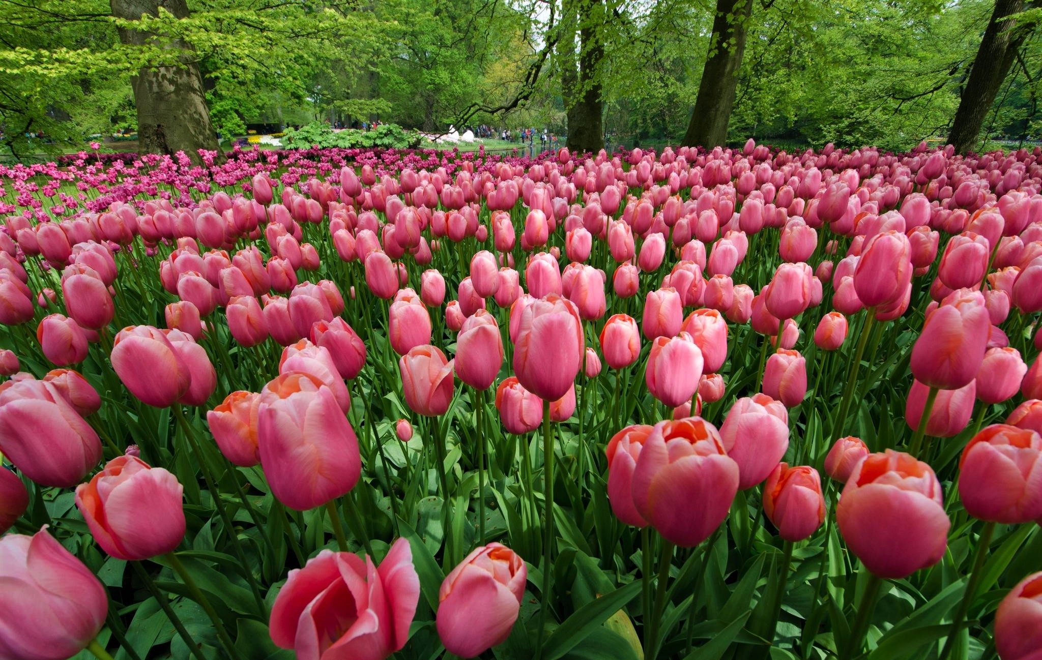 Descarga gratis la imagen Flor, Flor Rosa, Campo, Tulipán, Tierra/naturaleza en el escritorio de tu PC