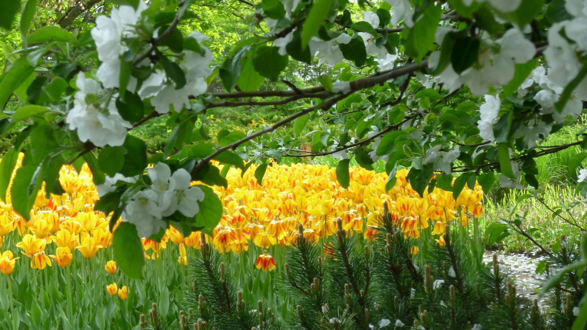 142922 завантажити картинку весна, тюльпани, квіти, сад, природа, дерево - шпалери і заставки безкоштовно