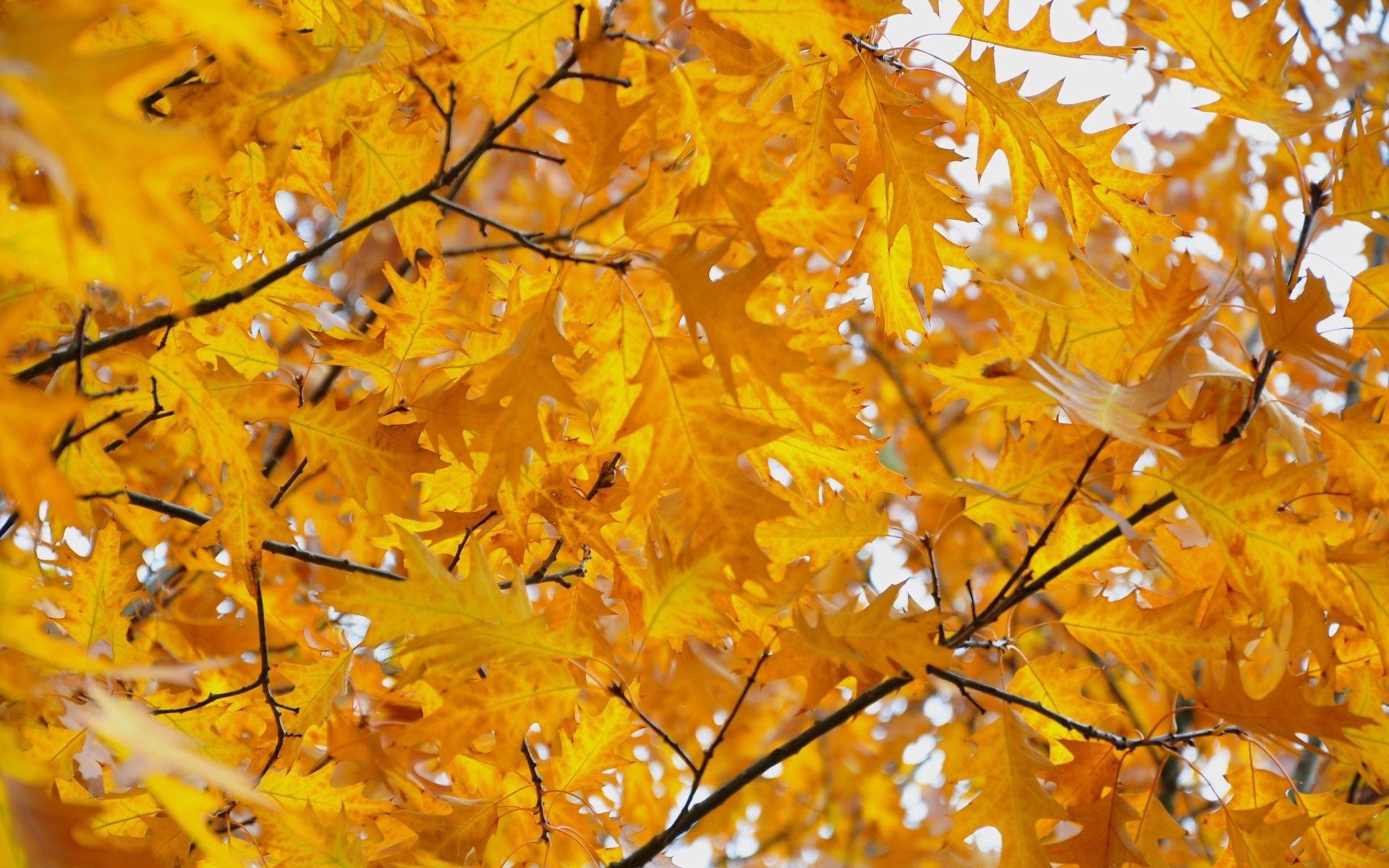 nature, autumn, leaves, yellow, october