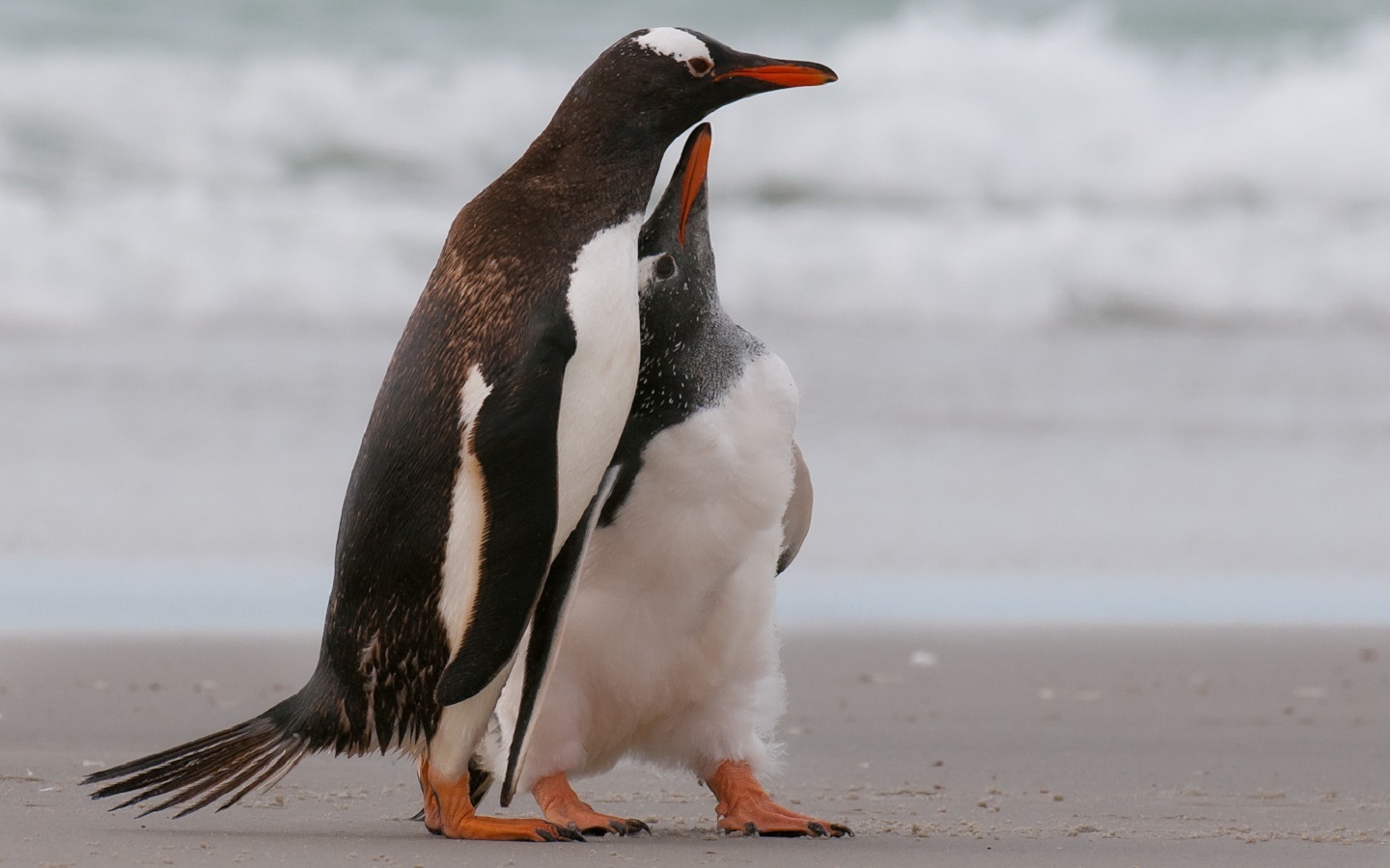 Téléchargez gratuitement l'image Animaux, Oiseaux, Pinguouins sur le bureau de votre PC